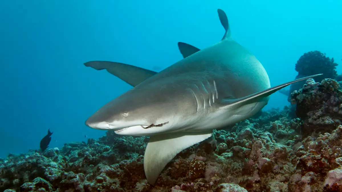 Sichelflossen Zitronenhai (Negaprion acutidens) mit Angelhaken im Maul schwimmt über Korallenriff, Großes Barriereriff, Queensland, Cairns, Pazifischer Ozean, Australien, Ozeanien