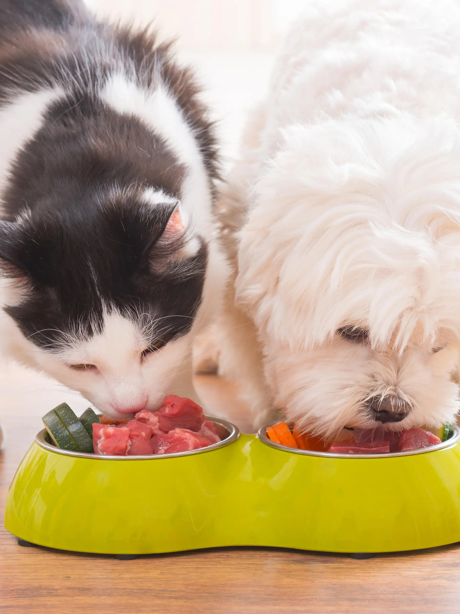 Little dog maltese and black and white cat eating natural, organic food from a bowl at home