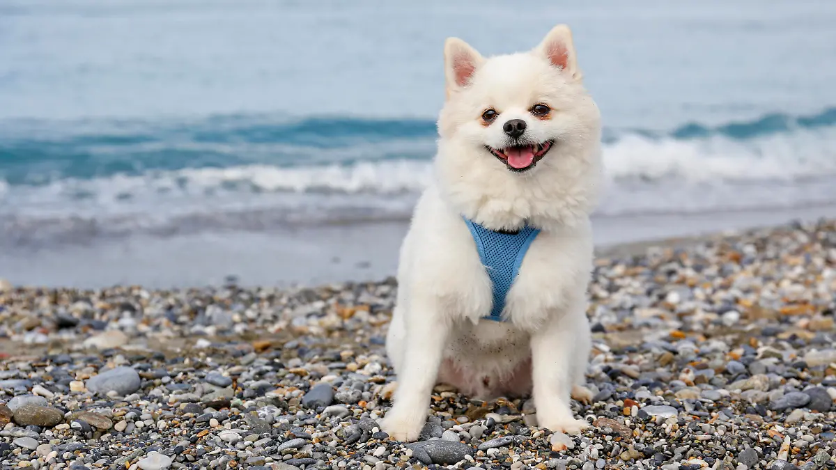 Pomeranian mit Hundegeschirr.