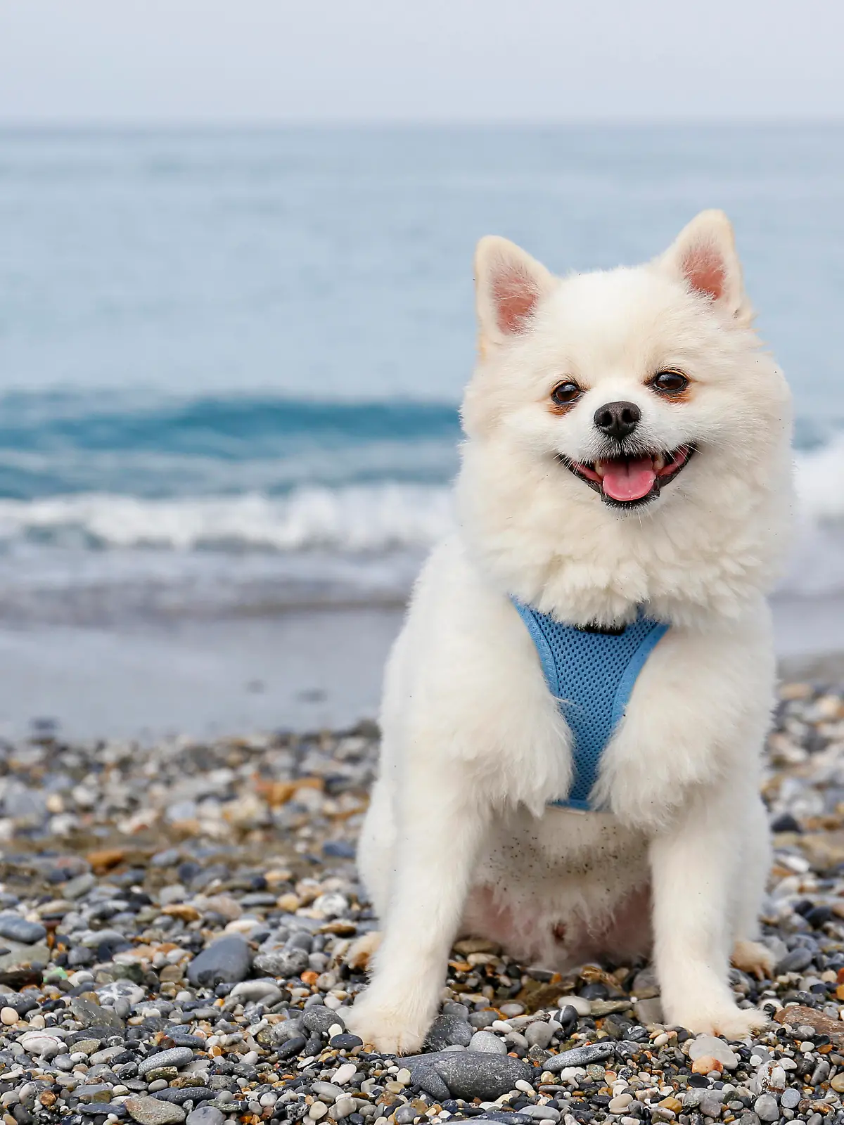 Pomeranian mit Hundegeschirr.