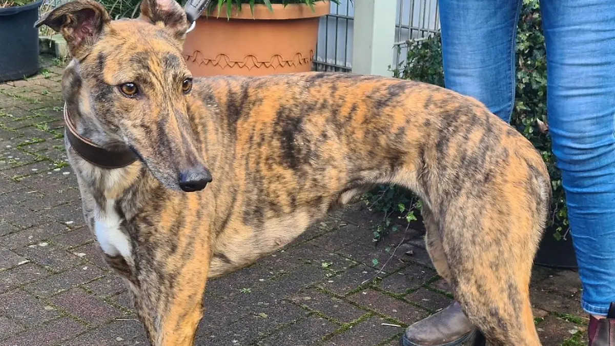 Geretteter Windhund Rhy im Tierheim Darmstadt