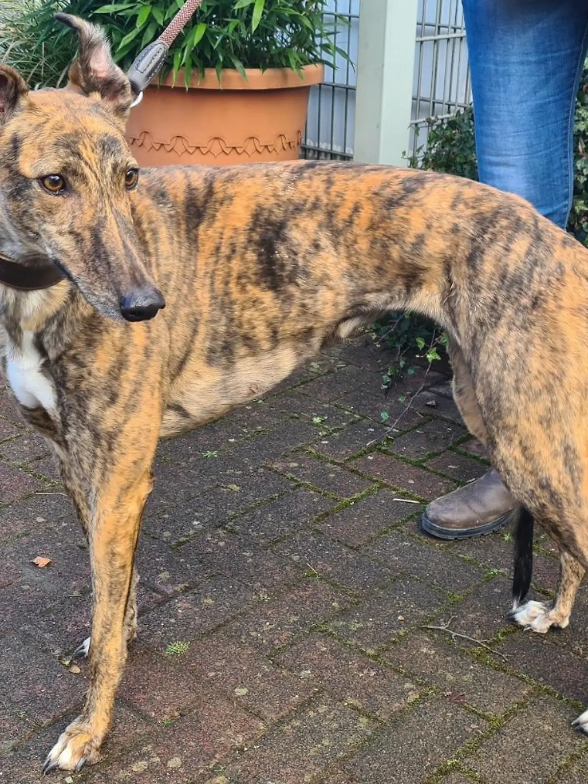 Geretteter Windhund Rhy im Tierheim Darmstadt