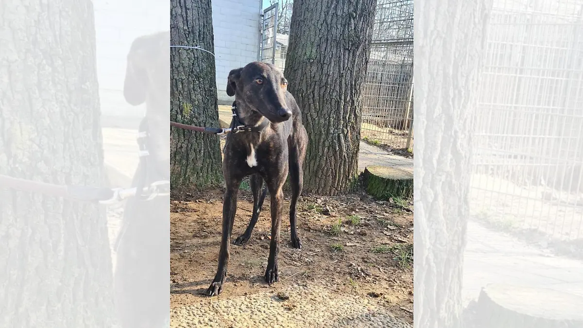 Windhund Ella im Tierheim Darmstadt