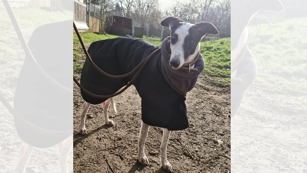 Hündin Freya im Tierheim Darmstadt