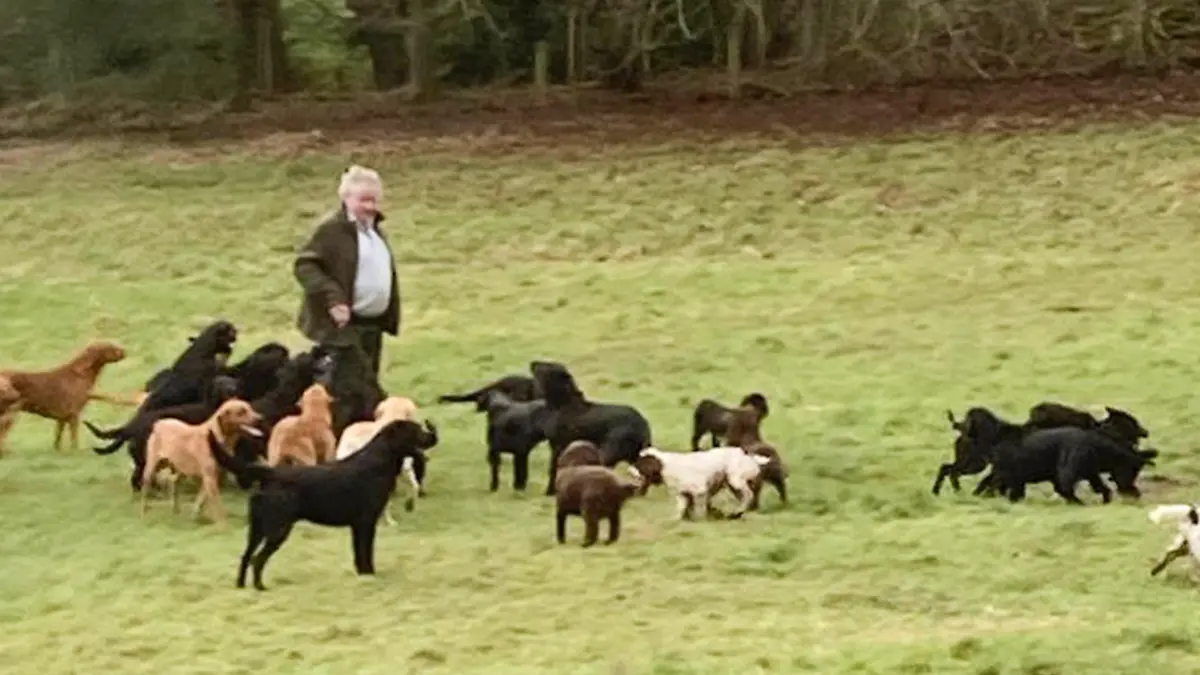 13 Hunde in England tot