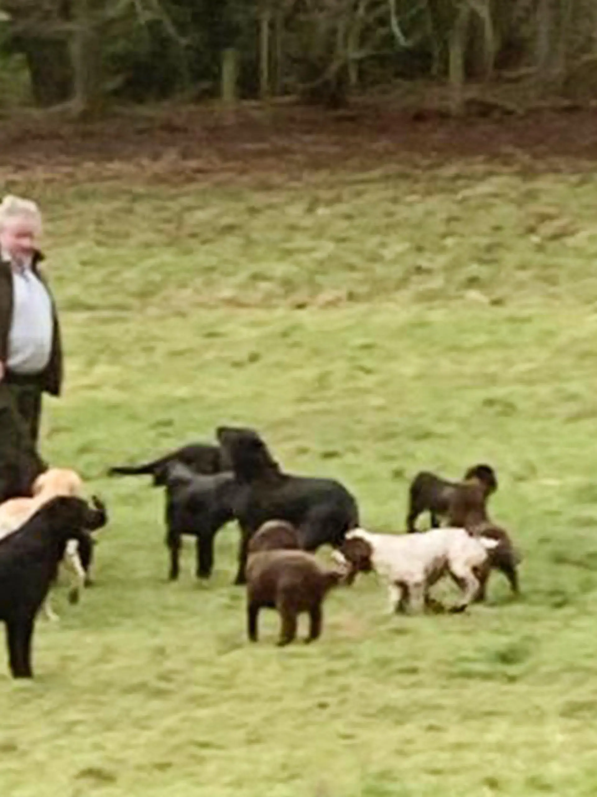 13 Hunde in England tot