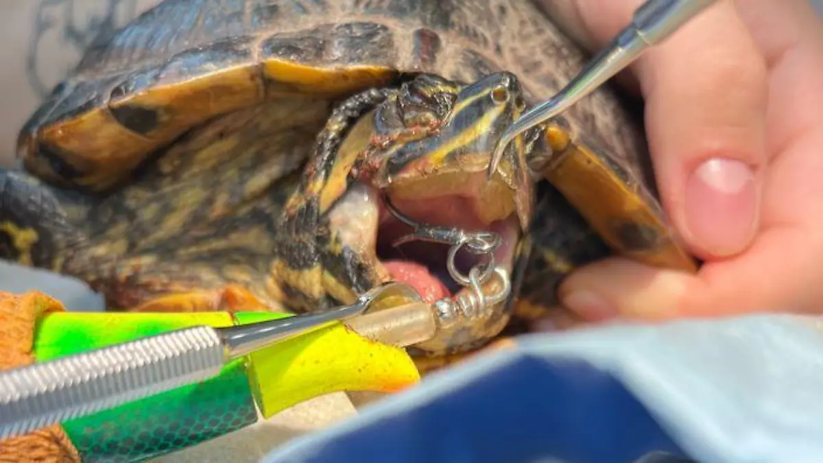 Da kann man kaum hinschauen! Der Angelhaken steckt tief im Rachen der Schildkröte.