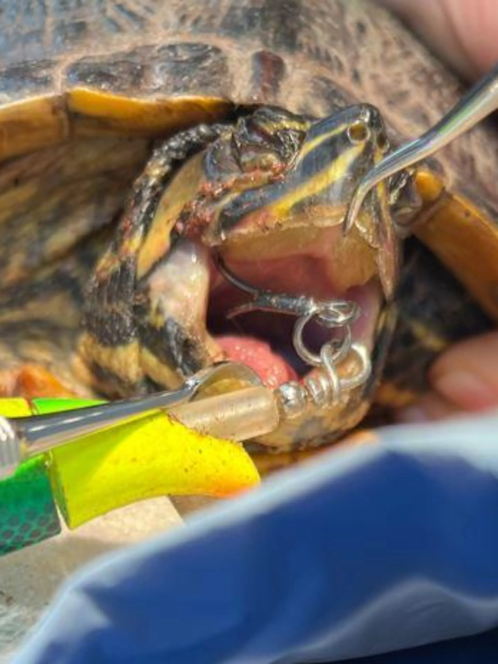 Da kann man kaum hinschauen! Der Angelhaken steckt tief im Rachen der Schildkröte.