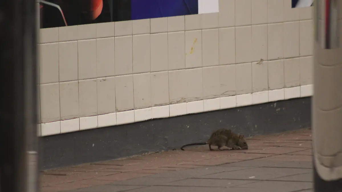 May 5, 2020, New York, New York, USA: This rat roams over a hallway not far a homeless man in 34th Street train station in Manhattan a few hours before historic New York subway shutdown. Driven by hunger and decrease in passengers except a large presence of roofless people, rodents are found running accross the stations. For the first time since its construction in 1904, all the transit system will be cleaned and disinfected such as trains which will stop between 1:00 AM and 5:00 AM until further notice to overcome the COVID-19 epidemic. New York USA - ZUMAb197 20200505znpb197015 Copyright: xMariexLexBlex