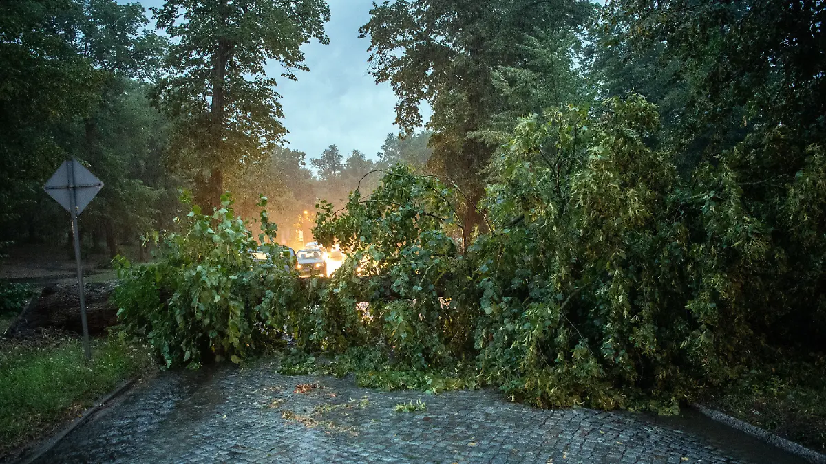 31.07.2019, Brandenburg, Rheinsberg: Ein umgestürzter Baum blockiert am Ortsausgang der Stadt die Straße nach Zühlen. Foto: Soeren Stache/dpa +++ dpa-Bildfunk +++