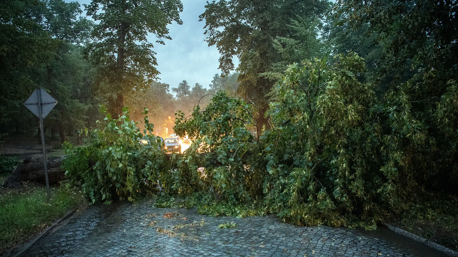 31.07.2019, Brandenburg, Rheinsberg: Ein umgestürzter Baum blockiert am Ortsausgang der Stadt die Straße nach Zühlen. Foto: Soeren Stache/dpa +++ dpa-Bildfunk +++