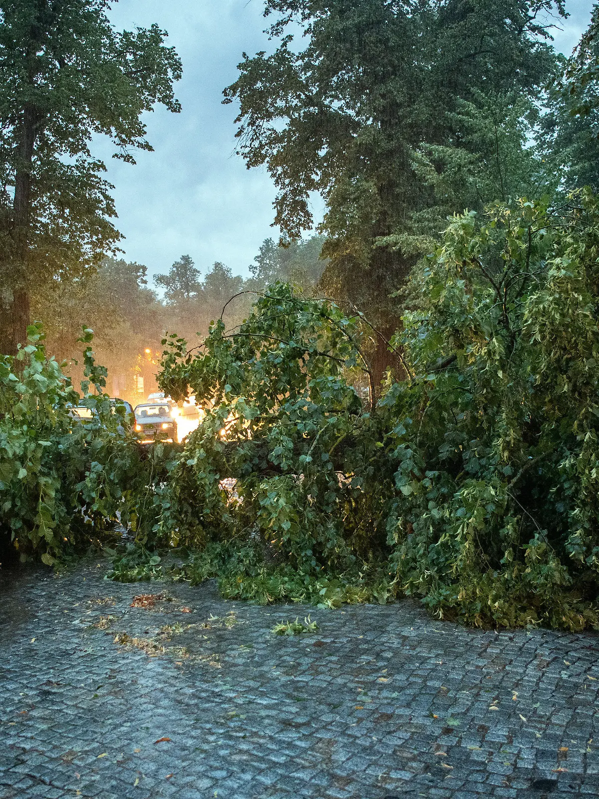 31.07.2019, Brandenburg, Rheinsberg: Ein umgestürzter Baum blockiert am Ortsausgang der Stadt die Straße nach Zühlen. Foto: Soeren Stache/dpa +++ dpa-Bildfunk +++