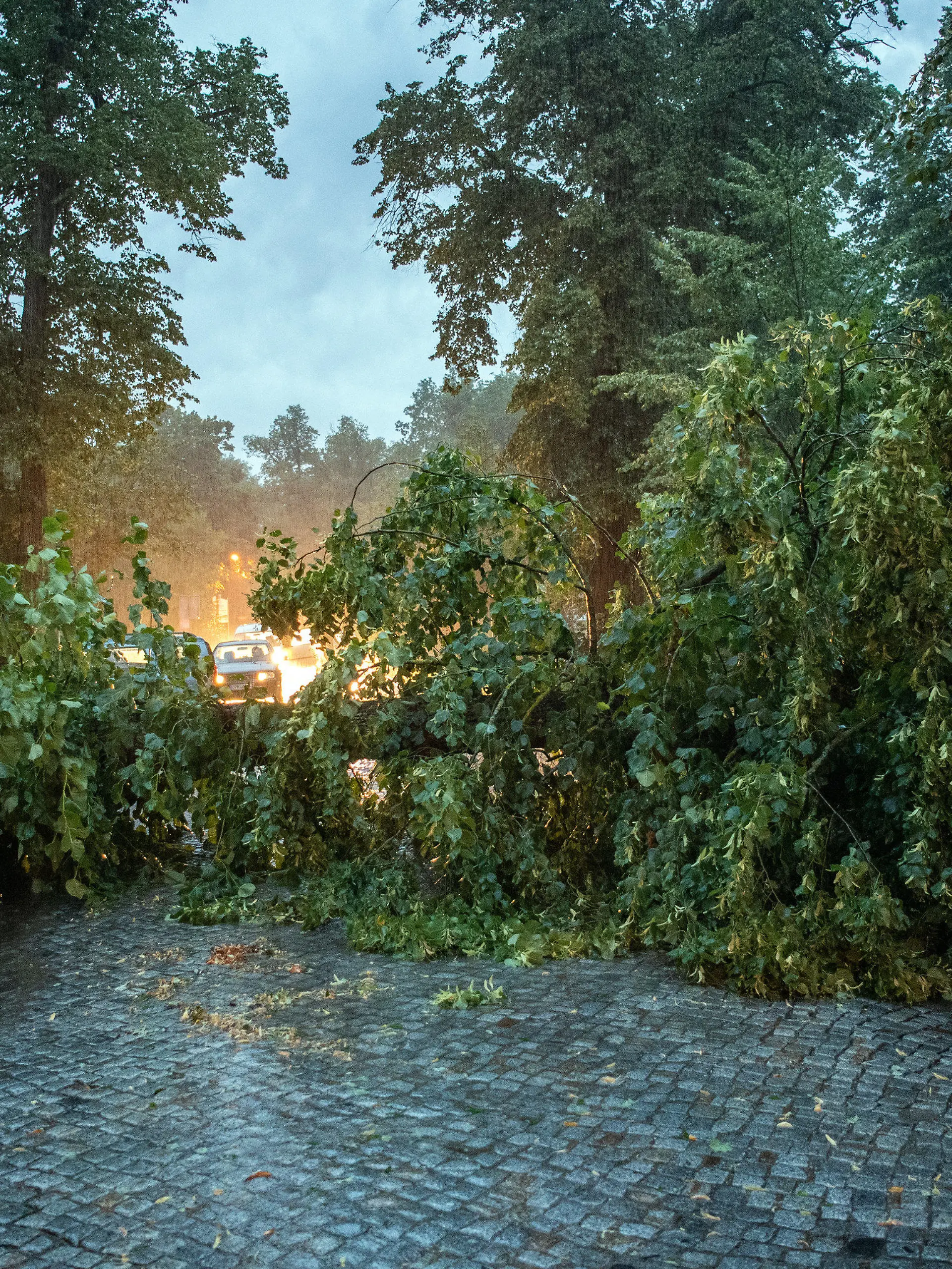 31.07.2019, Brandenburg, Rheinsberg: Ein umgestürzter Baum blockiert am Ortsausgang der Stadt die Straße nach Zühlen. Foto: Soeren Stache/dpa +++ dpa-Bildfunk +++