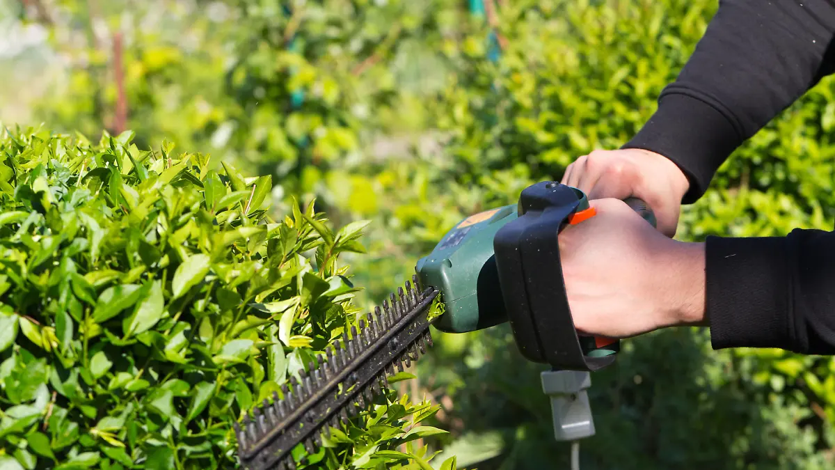  gartenarbeit,heckenschere,heckenschnitt *** gardening,hedge clippers,hedge trimming iau-hg0
