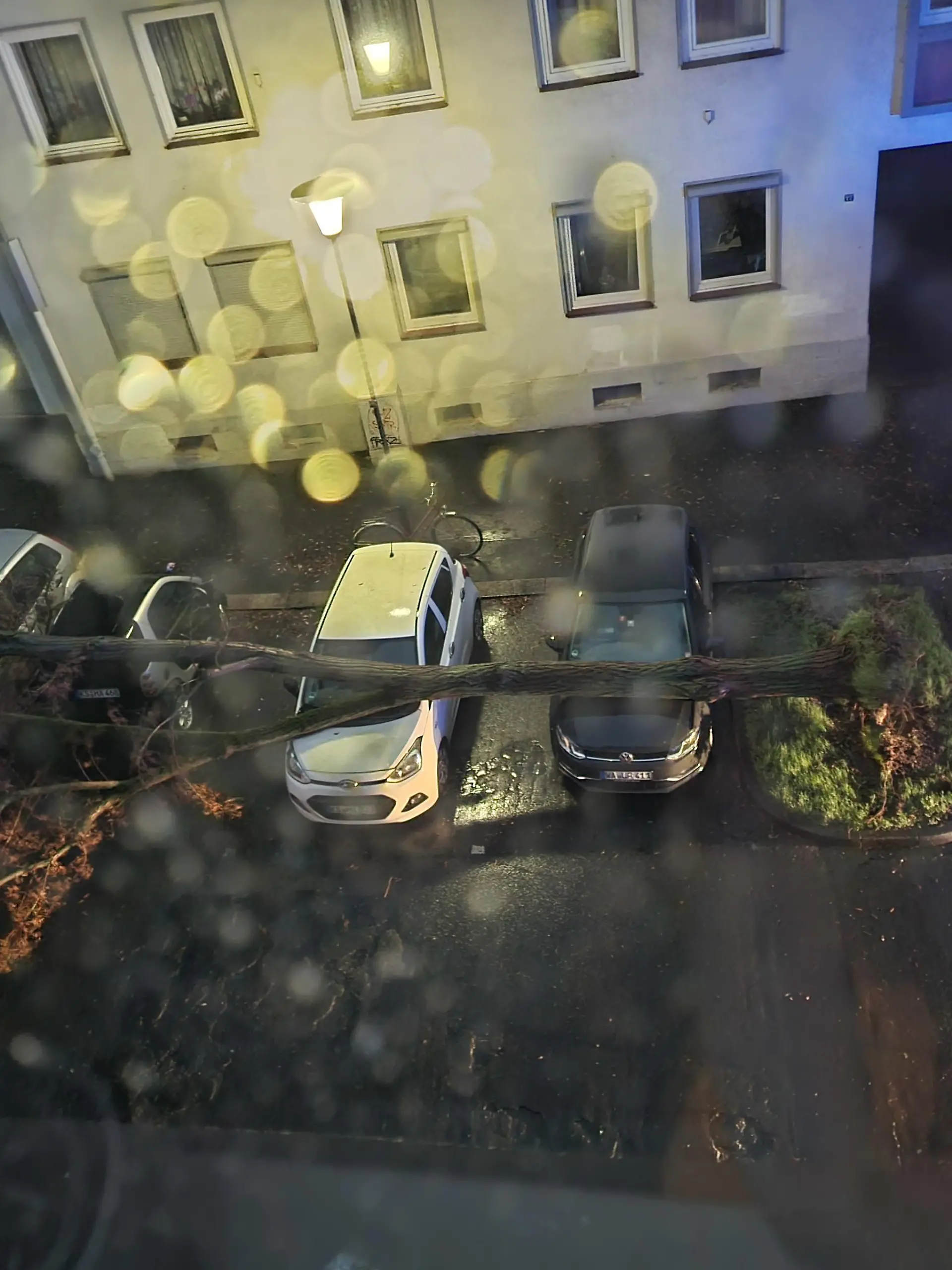 Auch in Kassel tobte "Ylenia". Dieser Baum stürzte auf die parkenden Autos. Es wurde niemand verletzt.
