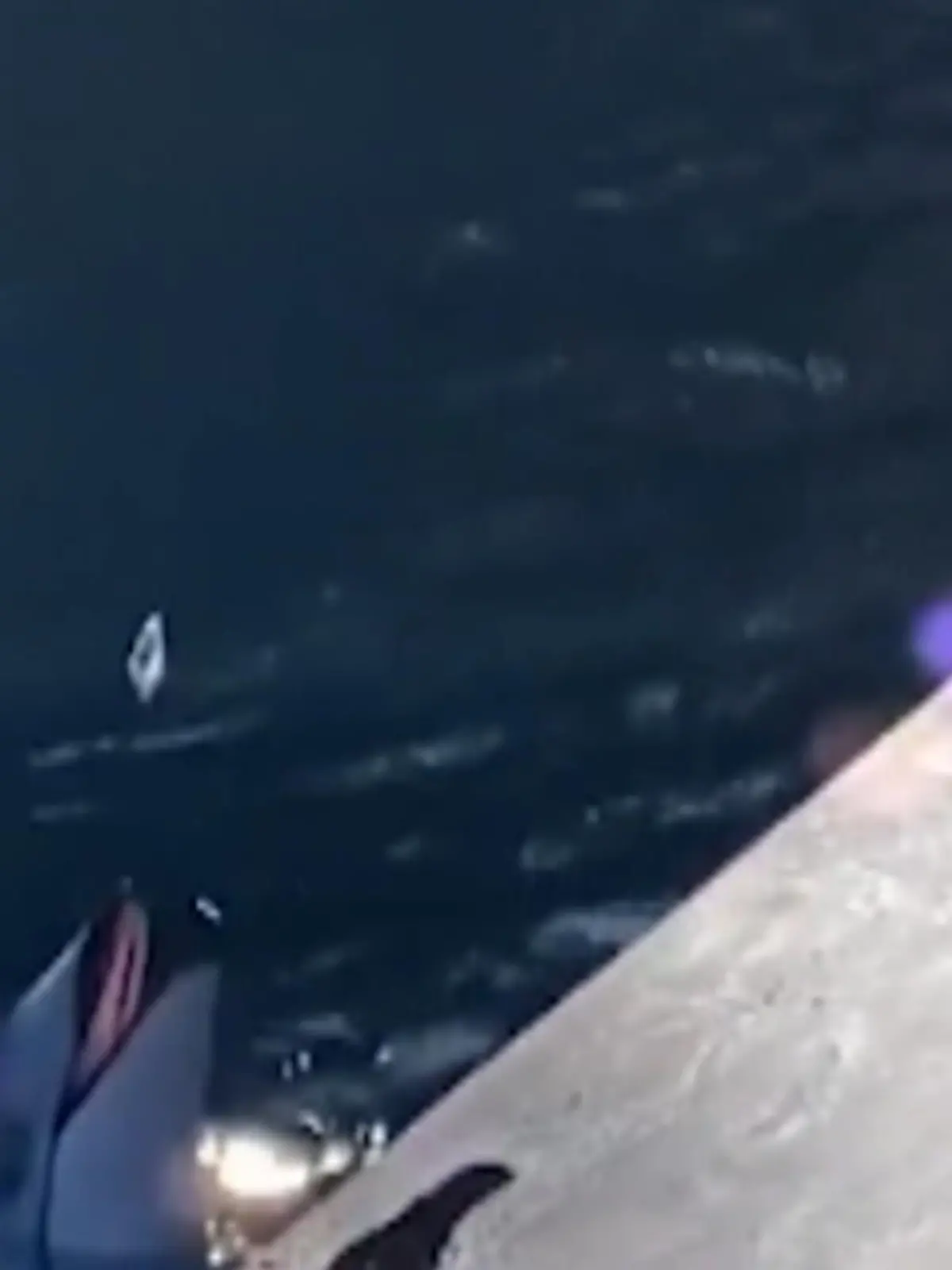 Dieser Delfin im kanadischen Vancouver will zeigen, was er hat! Er tollt mit einem Fisch herum und macht eine Möwe am Beckenrand ziemlich neidisch. Die lässt sich das nicht gefallen!