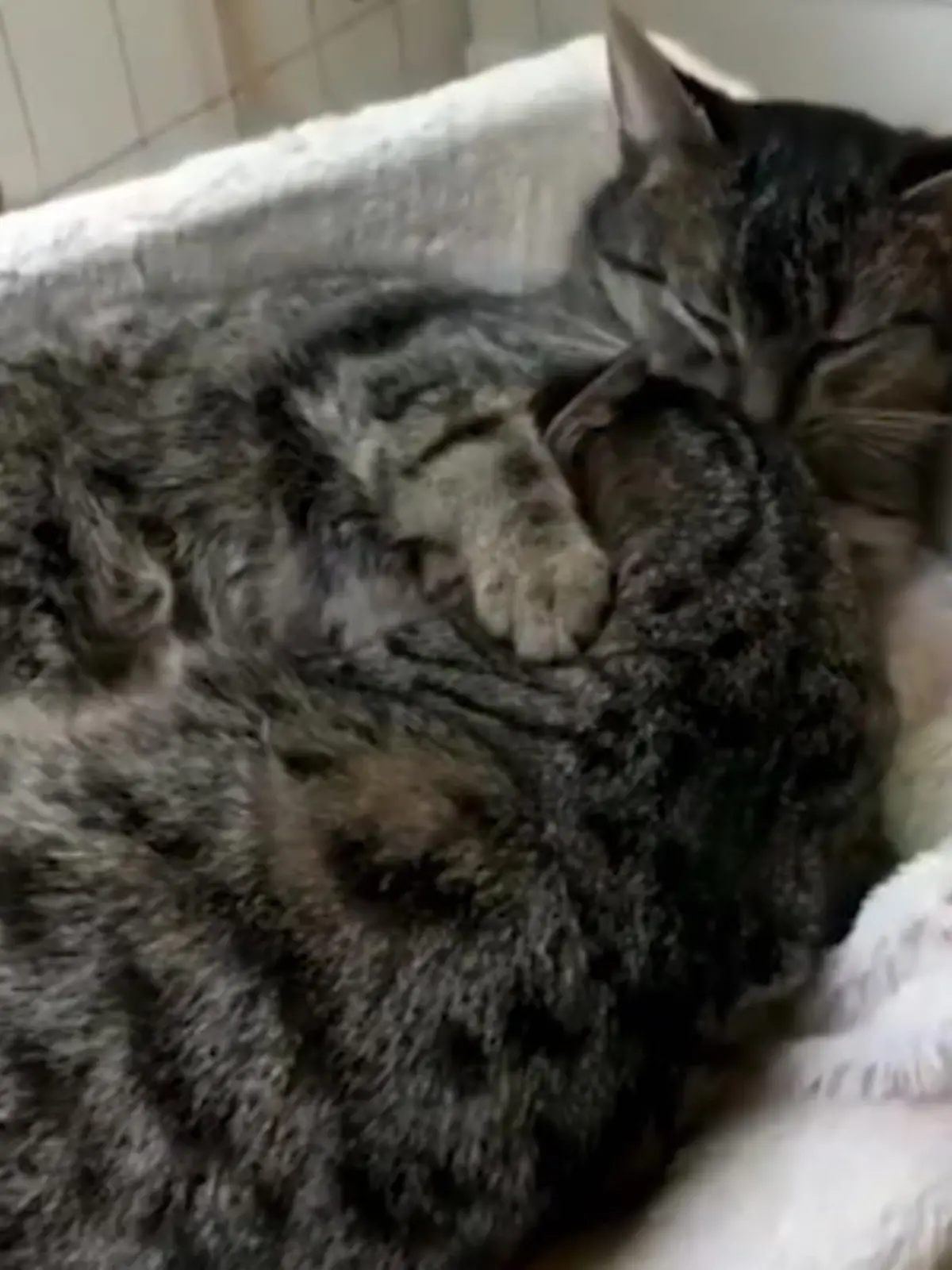 Bild zu: "Anfried und Ansbert lieben Kuscheln"