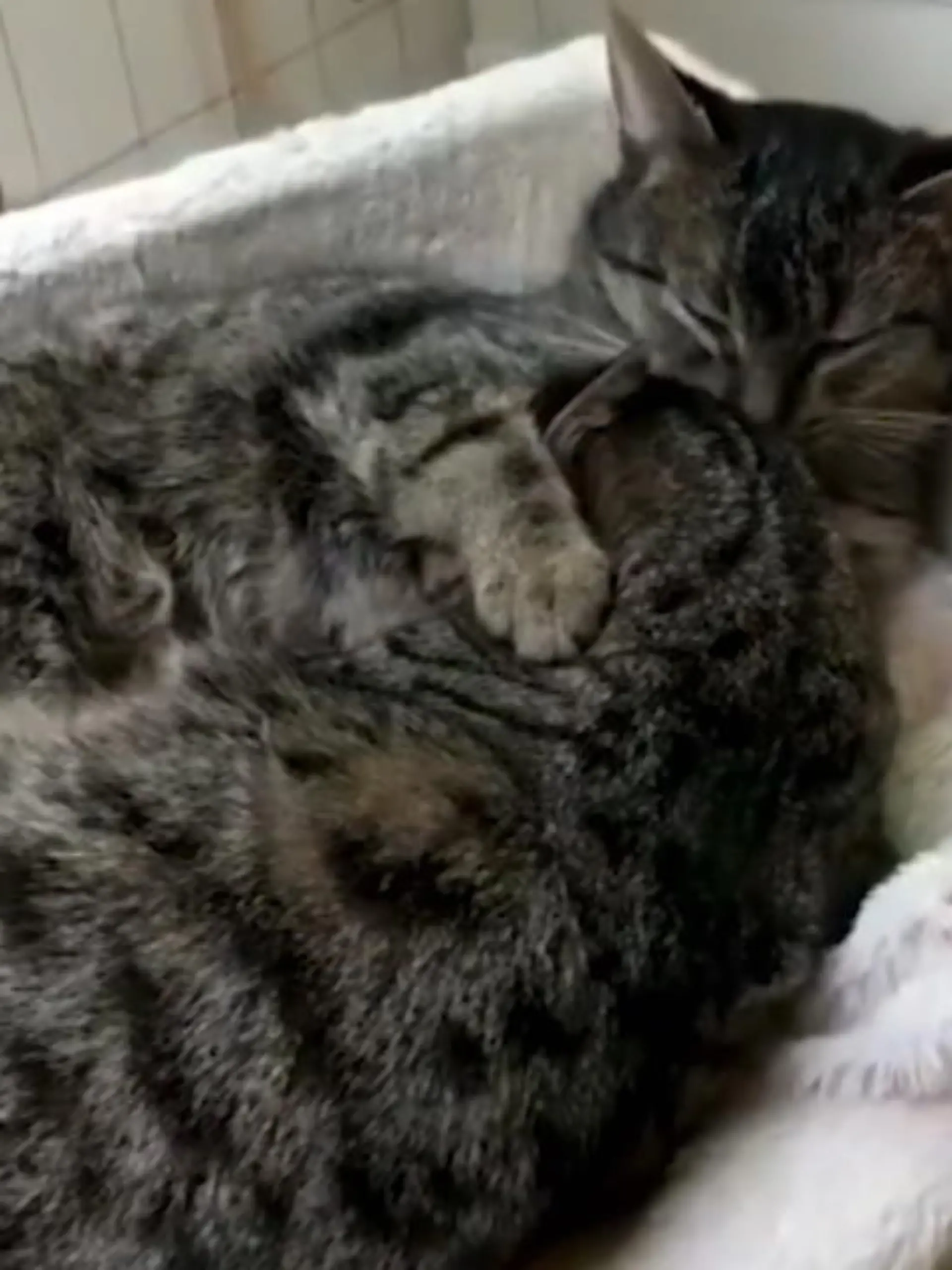 Bild zu: "Anfried und Ansbert lieben Kuscheln"