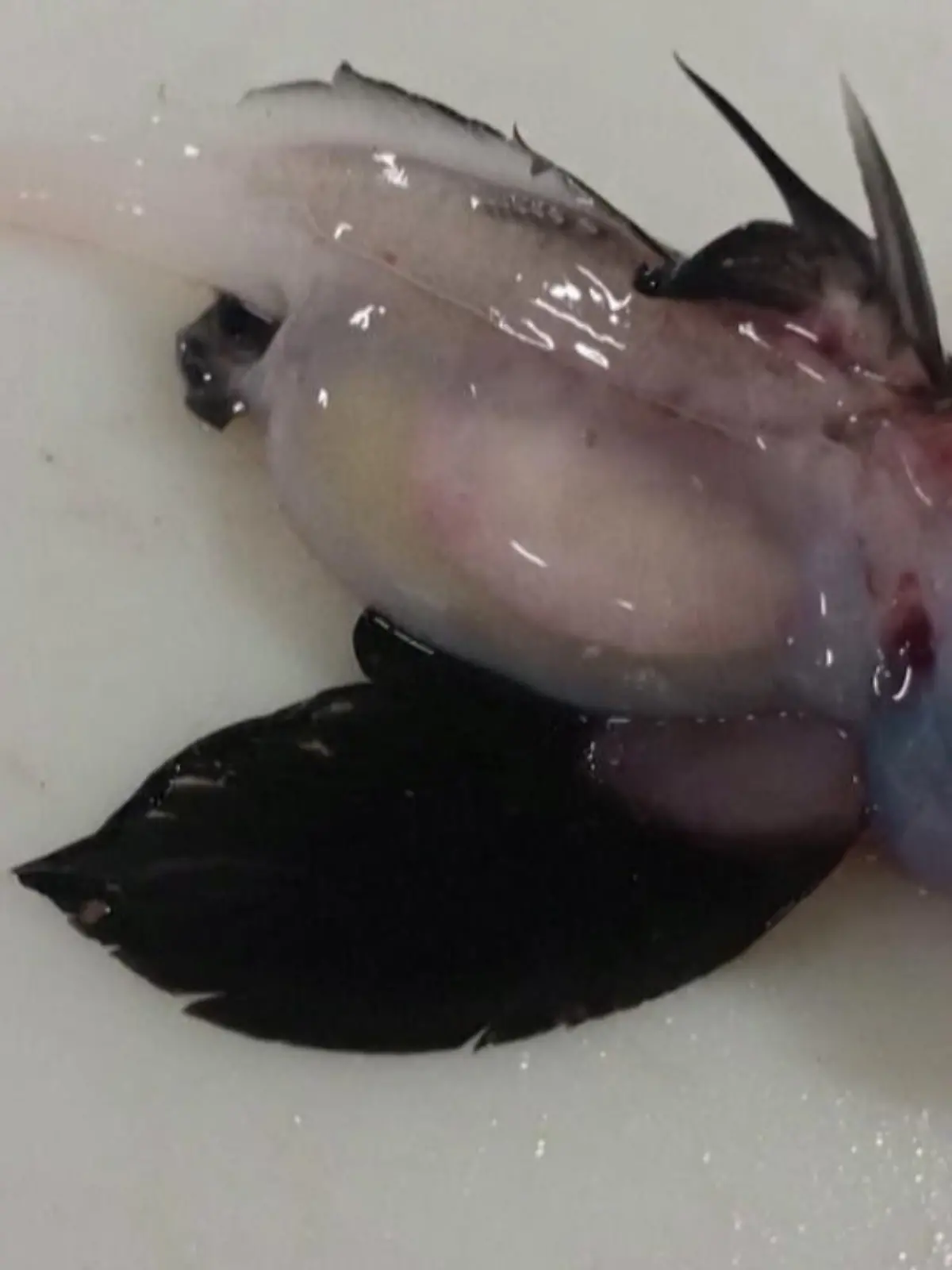 Wissenschaftlerinnen und Wissenschaftler aus Neuseeland haben im Meer einen Baby Geisterhai entdeckt - in 1.200 Metern Tiefe. Über die Tiefseefische ist nur sehr wenig bekannt.
