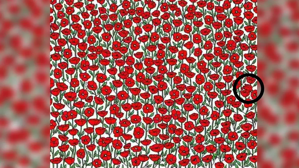 Suchbild rote Krabbe inmitten der Blumen