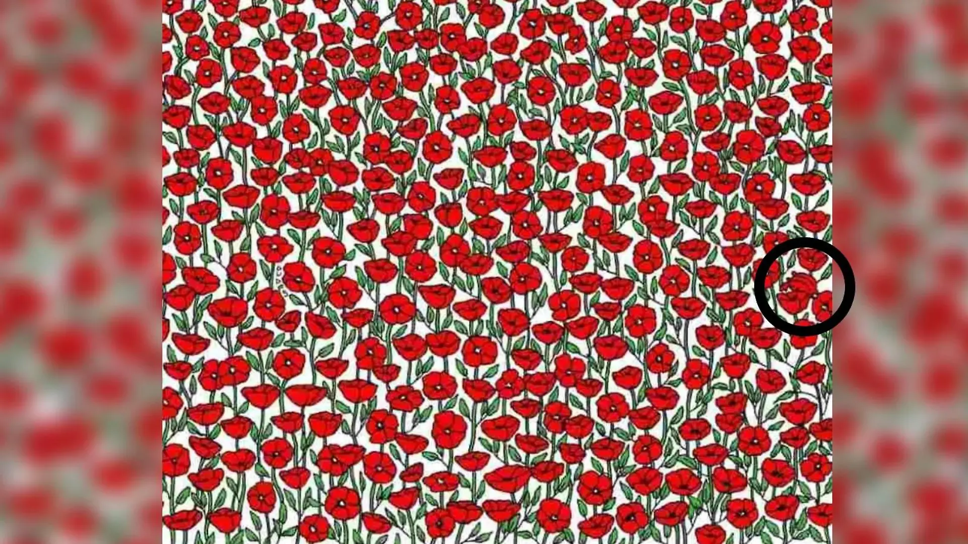 Suchbild rote Krabbe inmitten der Blumen