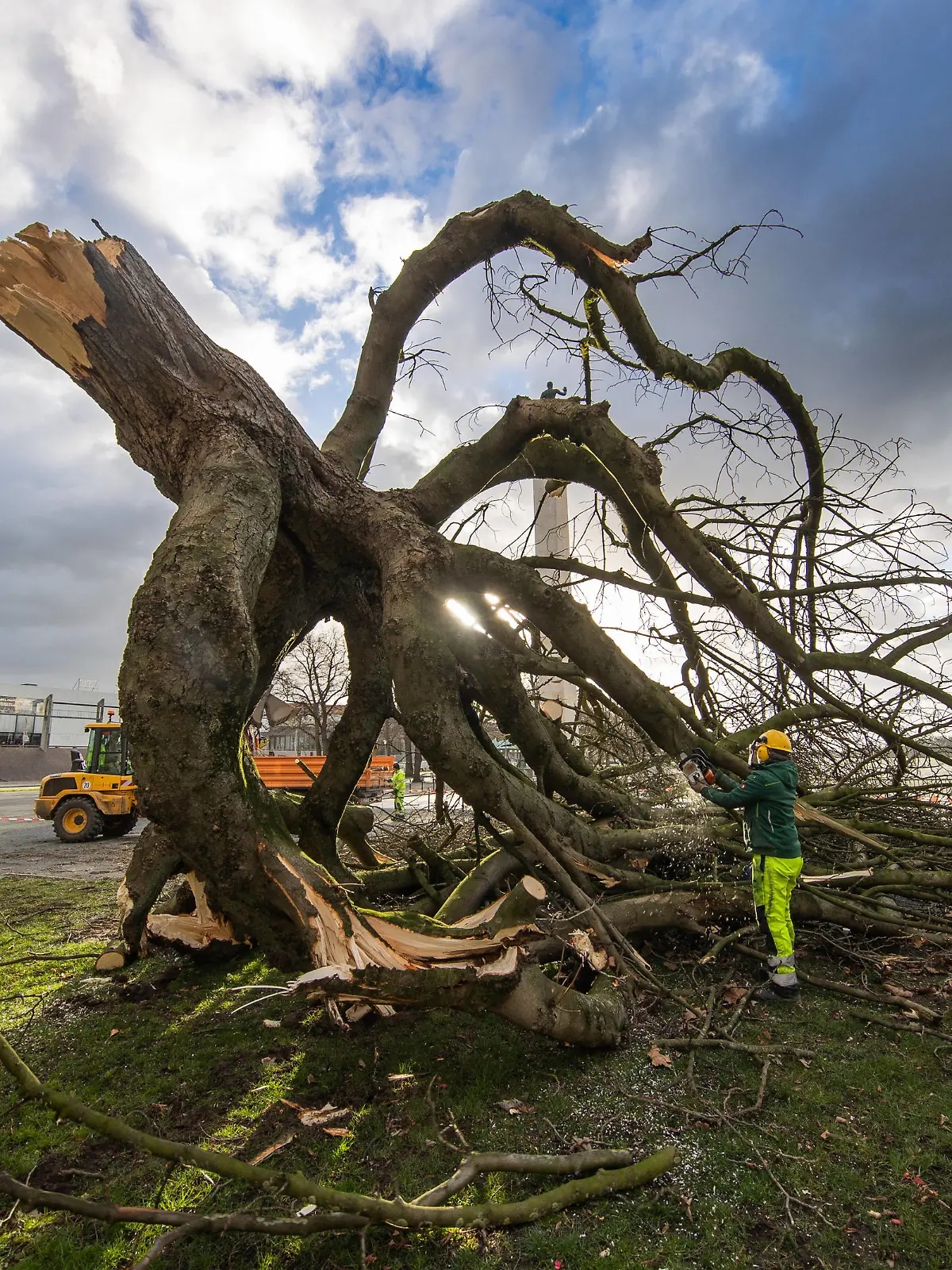  Niedersachsen, Hannover, Sturmtief Ylenia über Hannover, umgestürzter Baum am Maschsee, Sturm, Orkan,