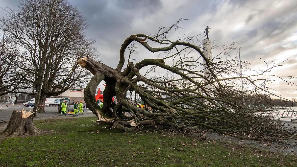 Niedersachsen, Hannover, Sturmtief Ylenia über Hannover, umgestürzter Baum am Maschsee, Sturm, Orkan,