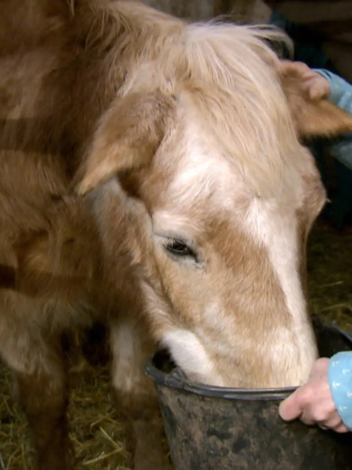 Auf dem Gnadenhof in Thüringen wohnen seit 2007 viele in Not geratene Pferde. Jetzt droht dem Hof das Aus! Den Vereinsmitgliedern wurde gekündigt, jetzt müssen sie und die zwölf Pferde umziehen. Nur leider gibt es noch kein neues Zuhause für alle. Was passiert jetzt mit den Tieren?
