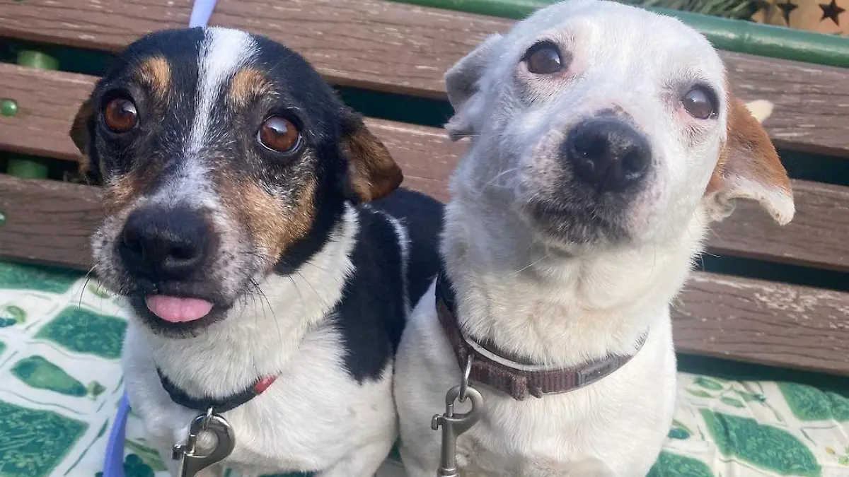 Buksi und Lilli