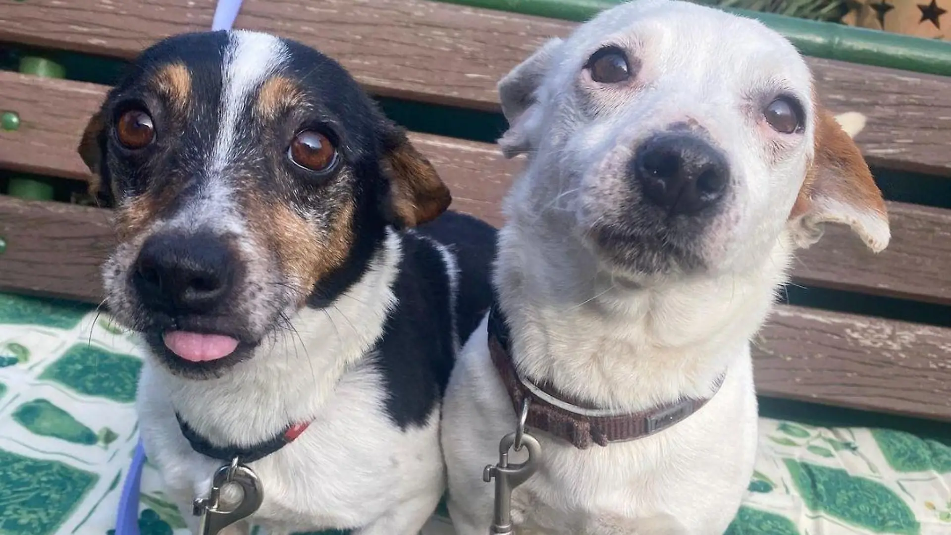 Buksi und Lilli