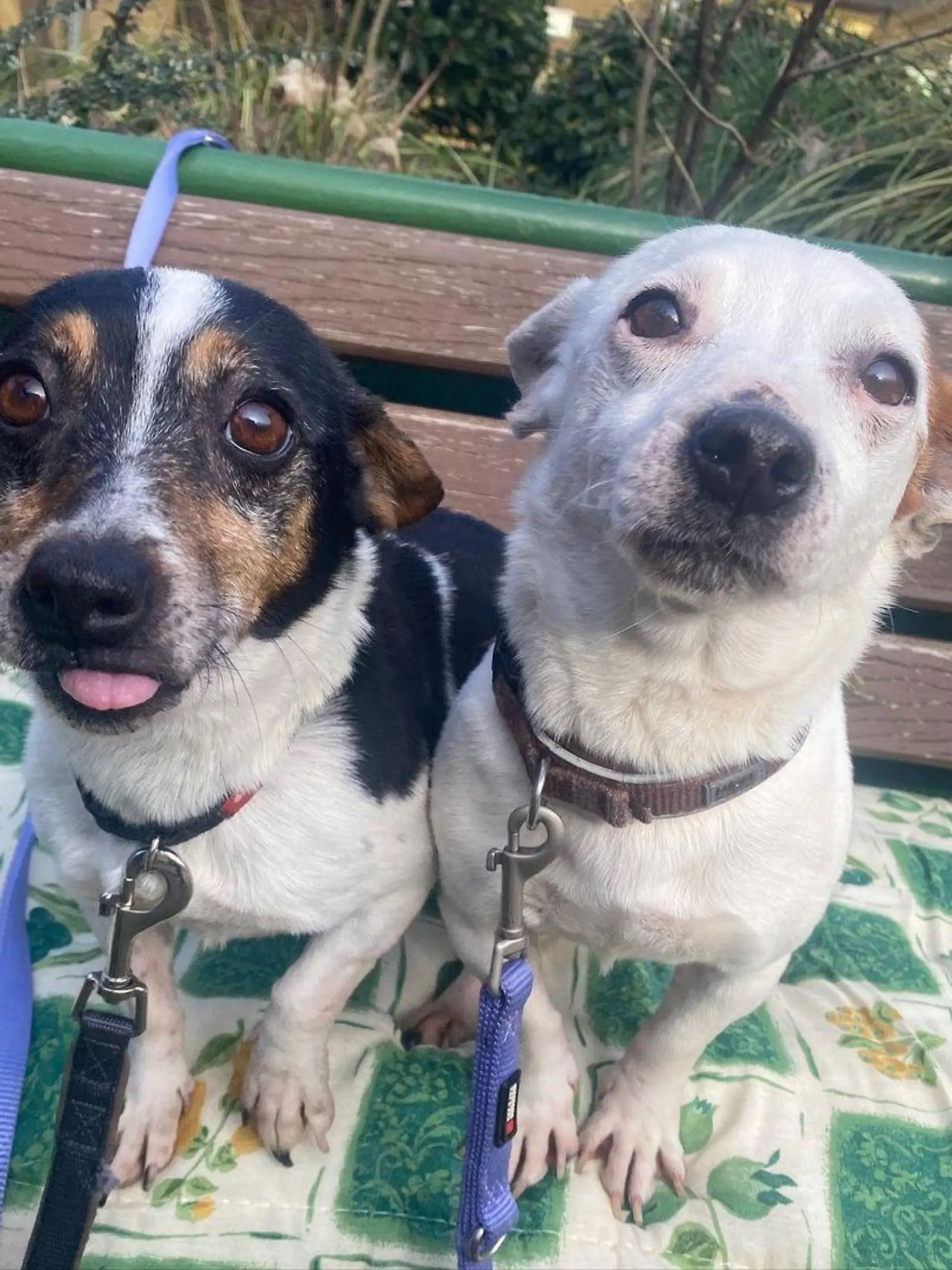 Buksi und Lilli