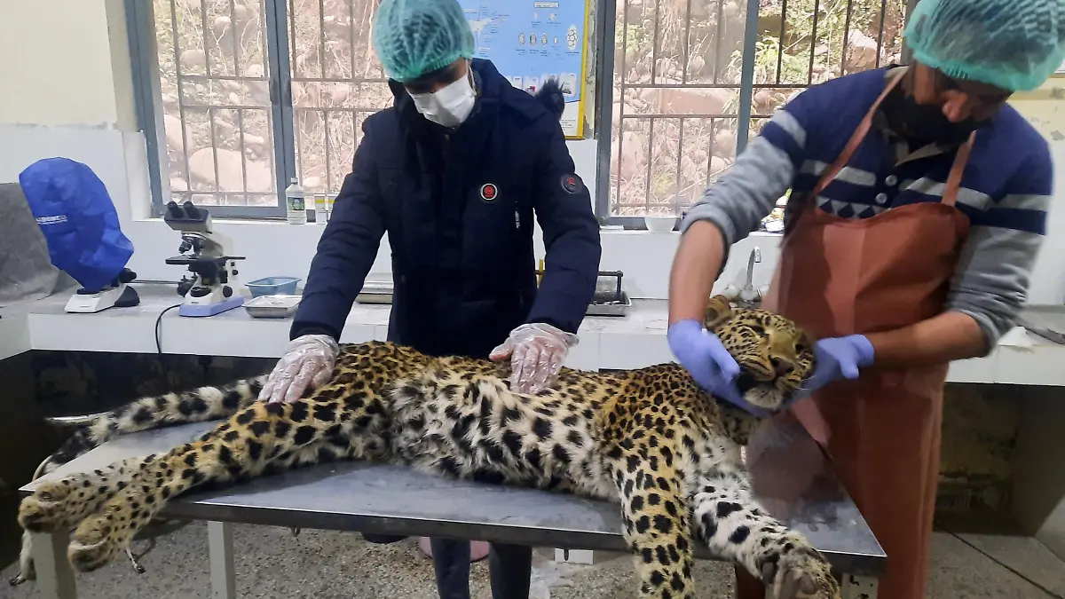 Vets examine the body of a dead female leopard killed by villagers after it reportedly attacked the village people living in Jhelum Valley, Muzaffarabad on February 8, 2022. (Photo by Sajjad QAYYUM / AFP) (Photo by SAJJAD QAYYUM/AFP via Getty Images)
