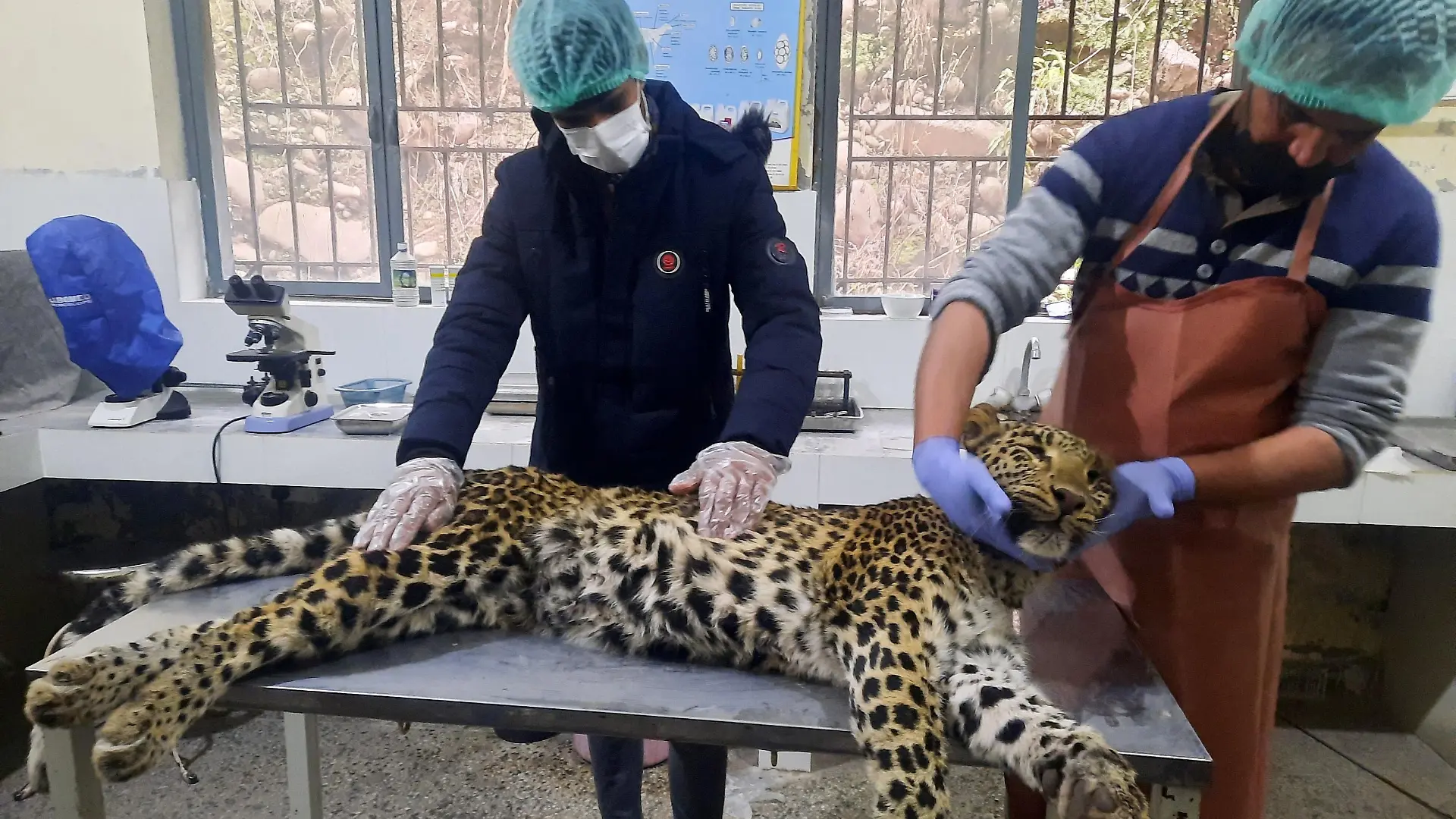 Vets examine the body of a dead female leopard killed by villagers after it reportedly attacked the village people living in Jhelum Valley, Muzaffarabad on February 8, 2022. (Photo by Sajjad QAYYUM / AFP) (Photo by SAJJAD QAYYUM/AFP via Getty Images)