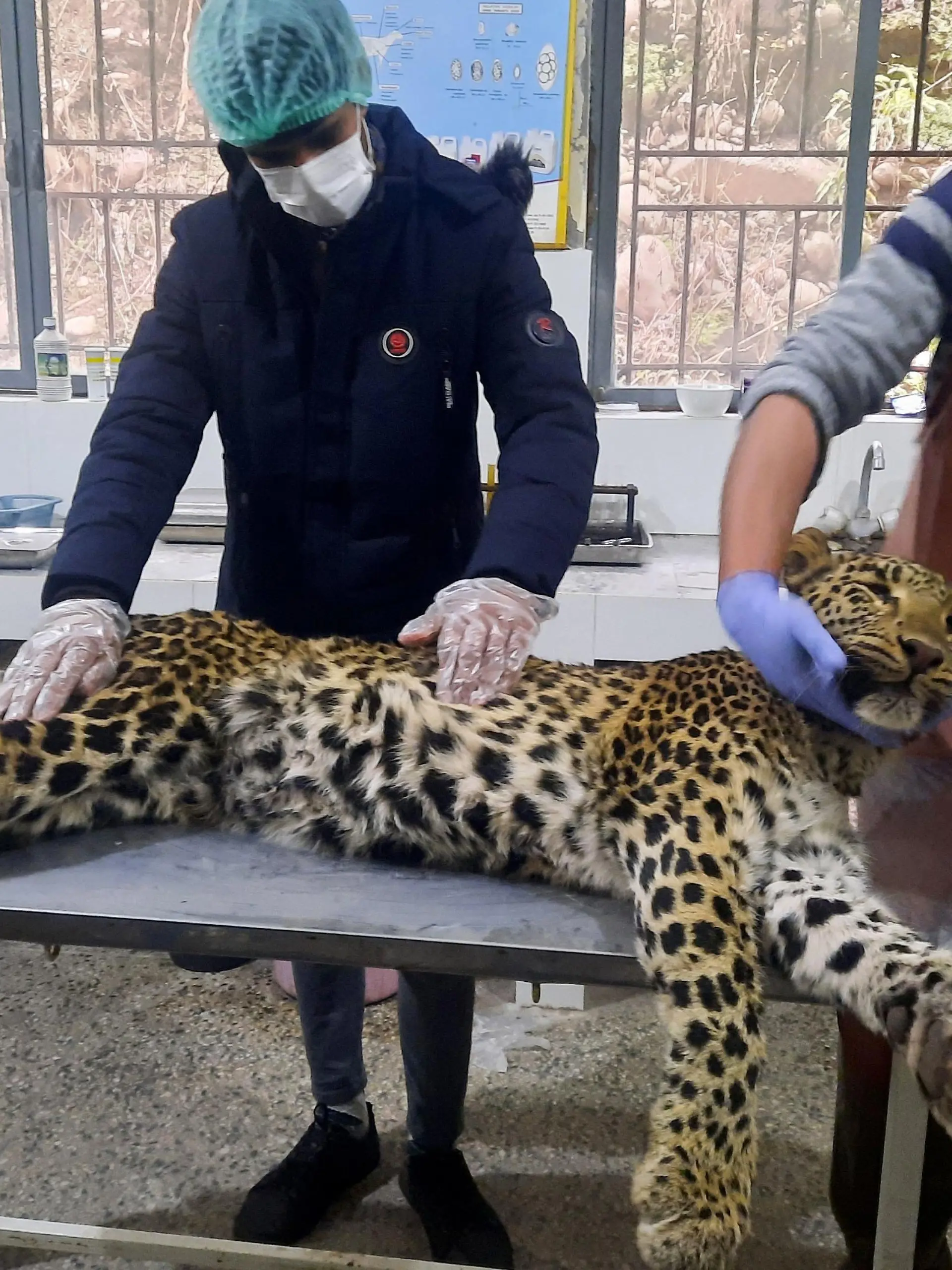 Vets examine the body of a dead female leopard killed by villagers after it reportedly attacked the village people living in Jhelum Valley, Muzaffarabad on February 8, 2022. (Photo by Sajjad QAYYUM / AFP) (Photo by SAJJAD QAYYUM/AFP via Getty Images)