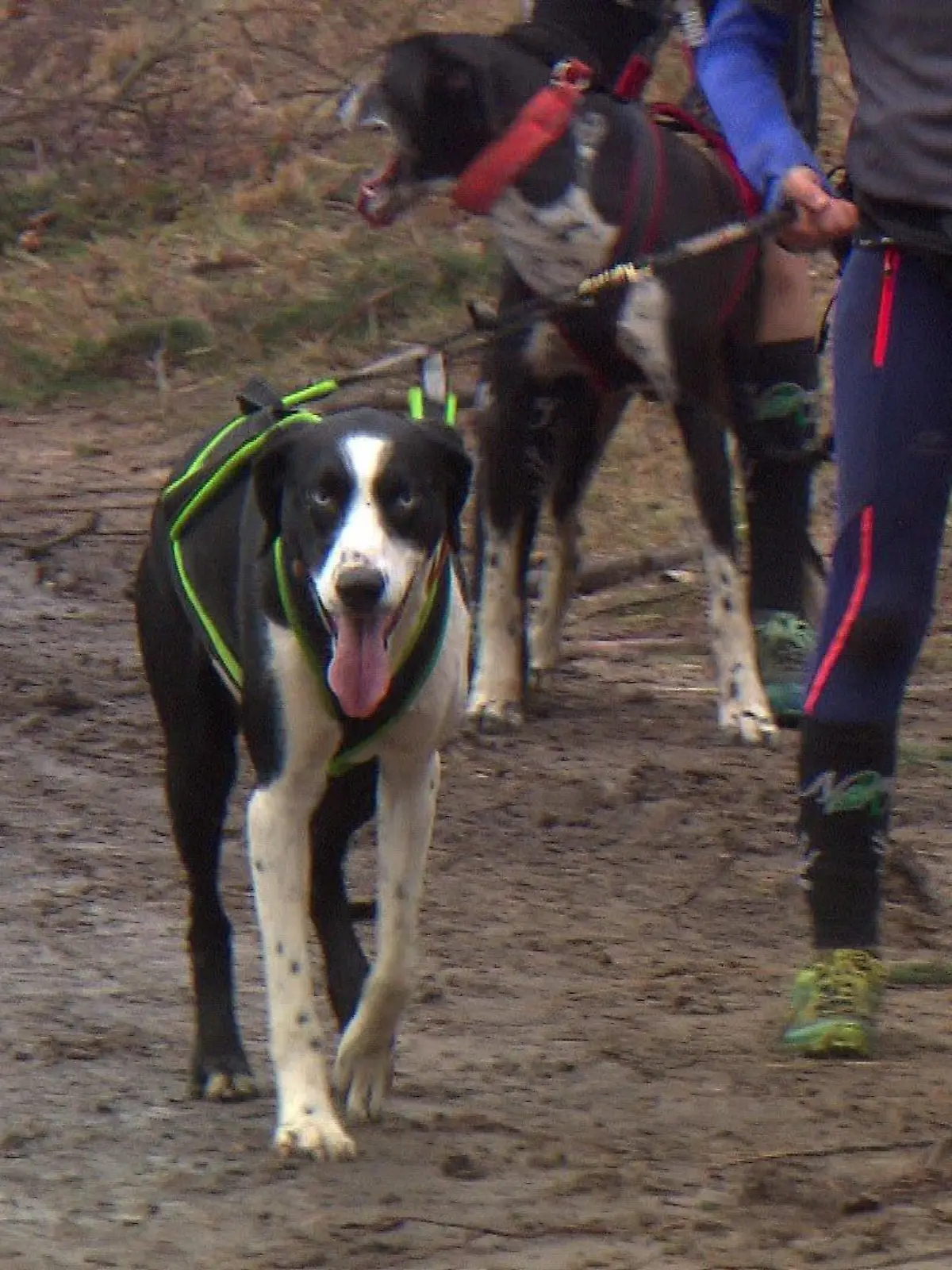 Beim Hundezugsport hat der Laufpartner vier Pfoten