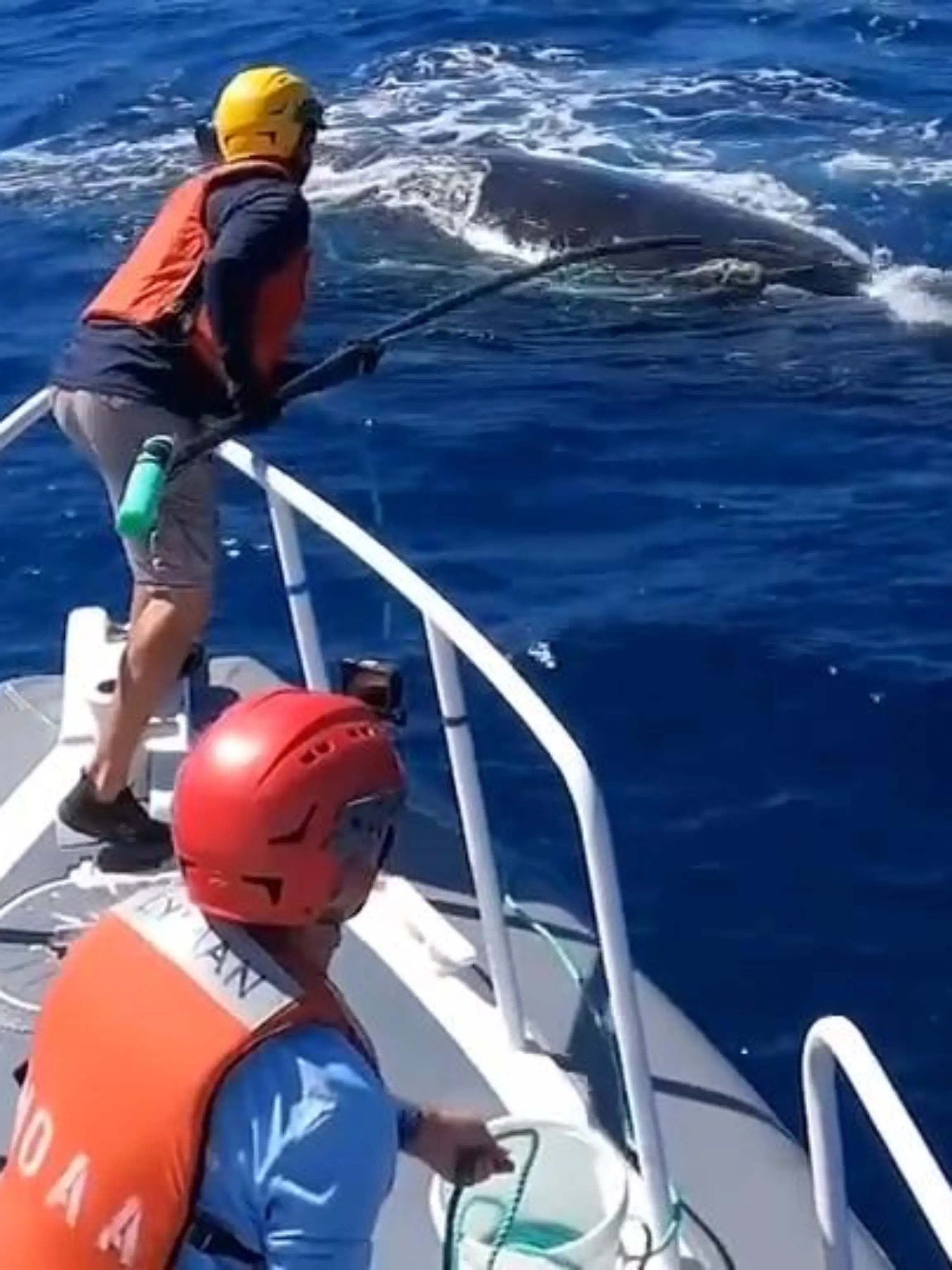 Vor der hawaiianischen Küste haben engagierte Tierschützer einen Buckelwal mit seinem Kalb aus einem umhertreibenden Fischernetz befreit. Für die Tierschützer Schwerstarbeit, für die Wale die Lebensrettung.