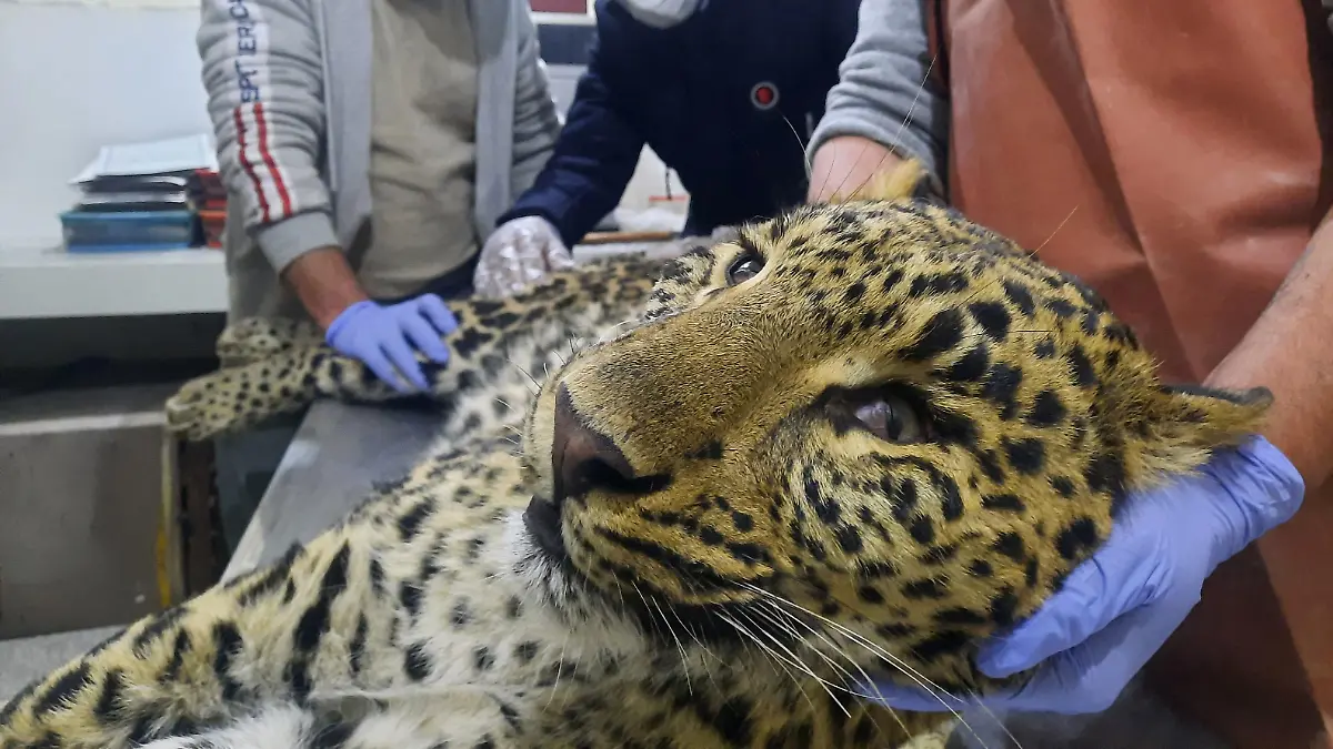 Vets examine the body of a dead female leopard killed by villagers after it reportedly attacked the village people living in Jhelum Valley, Muzaffarabad on February 8, 2022. (Photo by Sajjad QAYYUM / AFP) (Photo by SAJJAD QAYYUM/AFP via Getty Images)