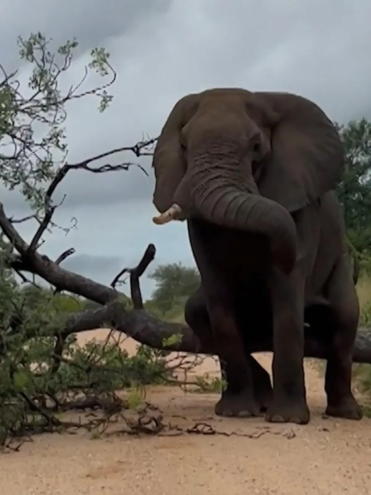 Was dieser graue Riese wohl vor hat, als er sich scheinbar ohne Grund gegen den Baum wirft? Na ihn als Kratzbürste nutzen natürlich! Denn auch ein Elefant muss ja schließlich handeln, wenn es ihn juckt...