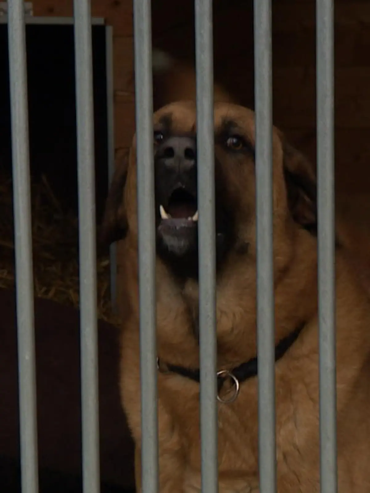 Bild zu: "Kangal-Hunde nicht geeignet für Städte"