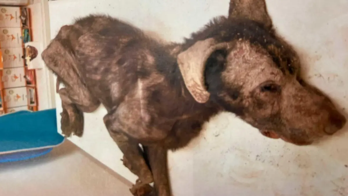 Zwickau: Tierschützer retten Hund Rex aus dunklem Verschlag.