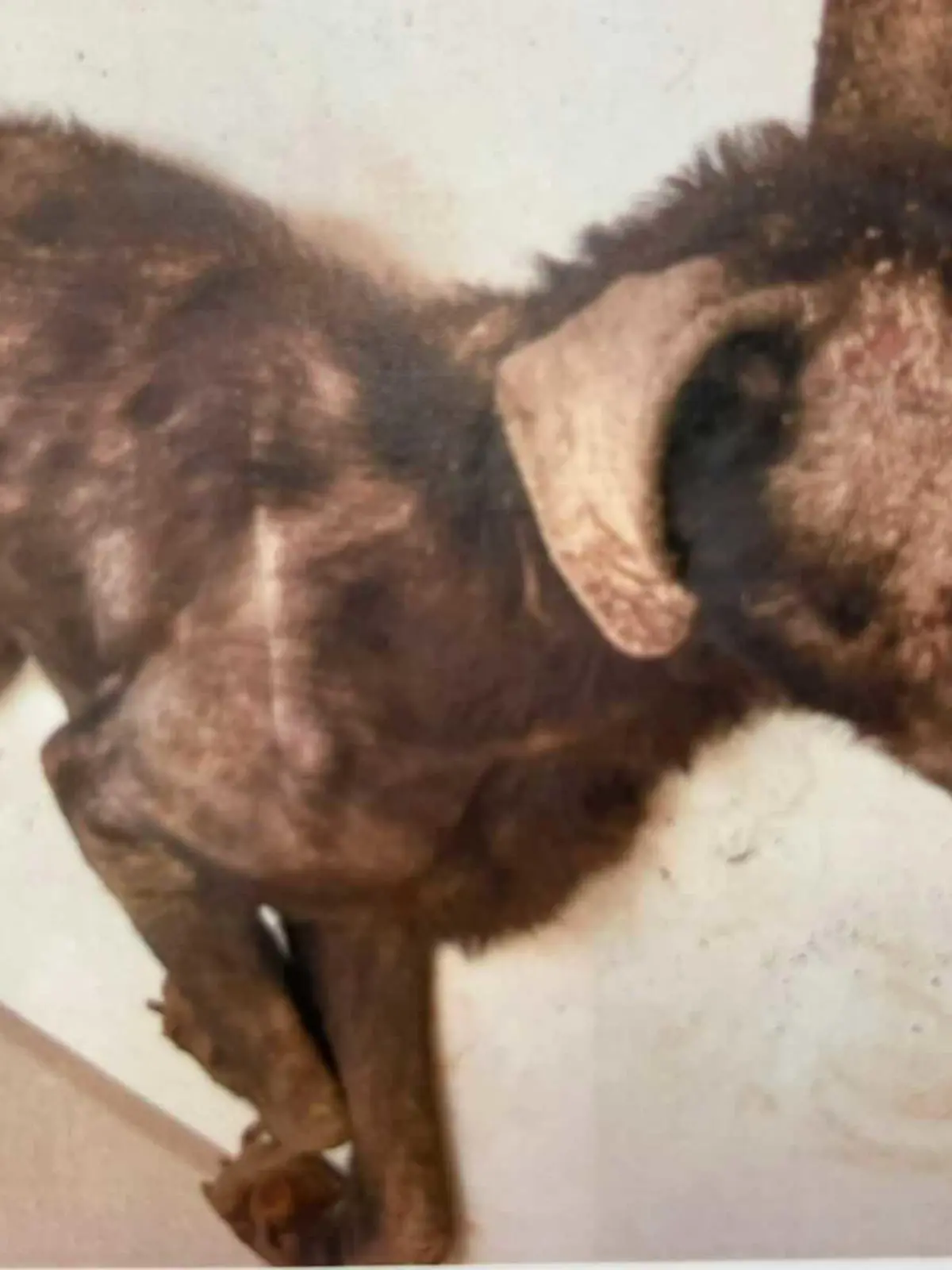 Zwickau: Tierschützer retten Hund Rex aus dunklem Verschlag.