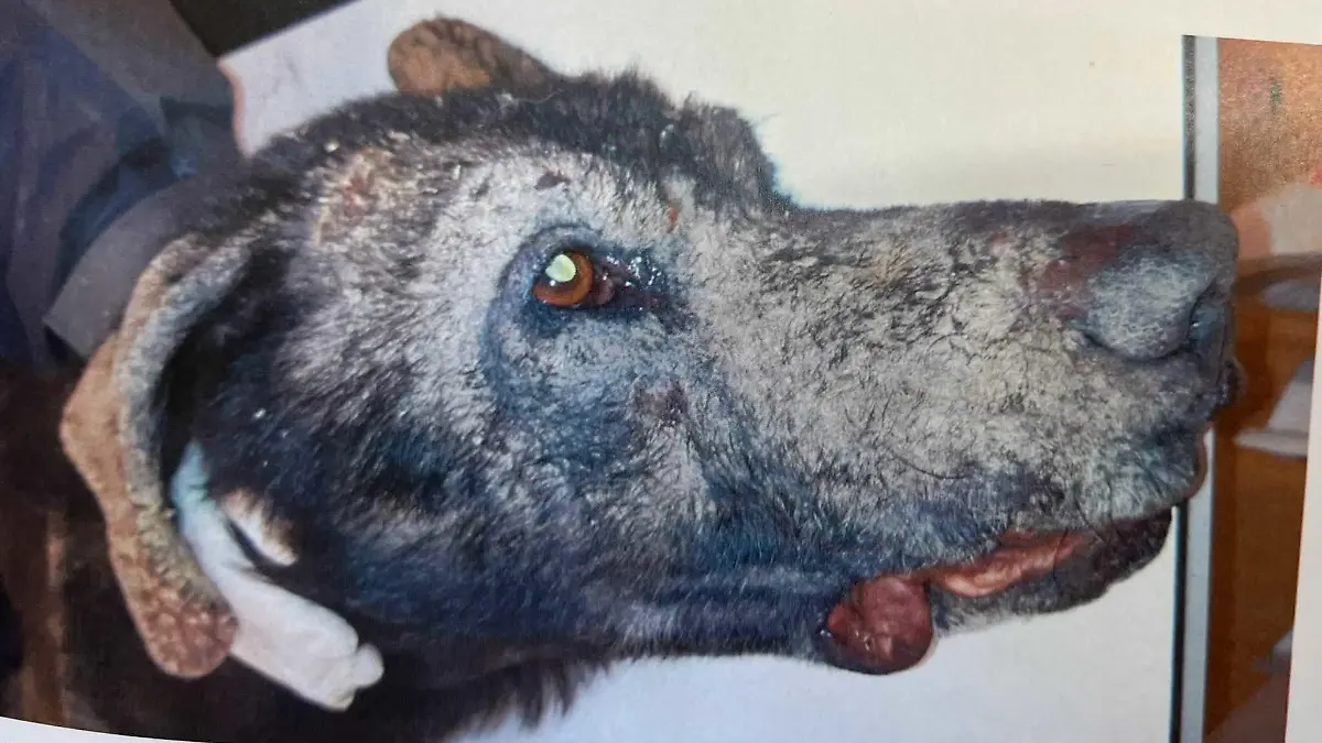 Völlig verwahrloster Hund in Zwickau befreit.