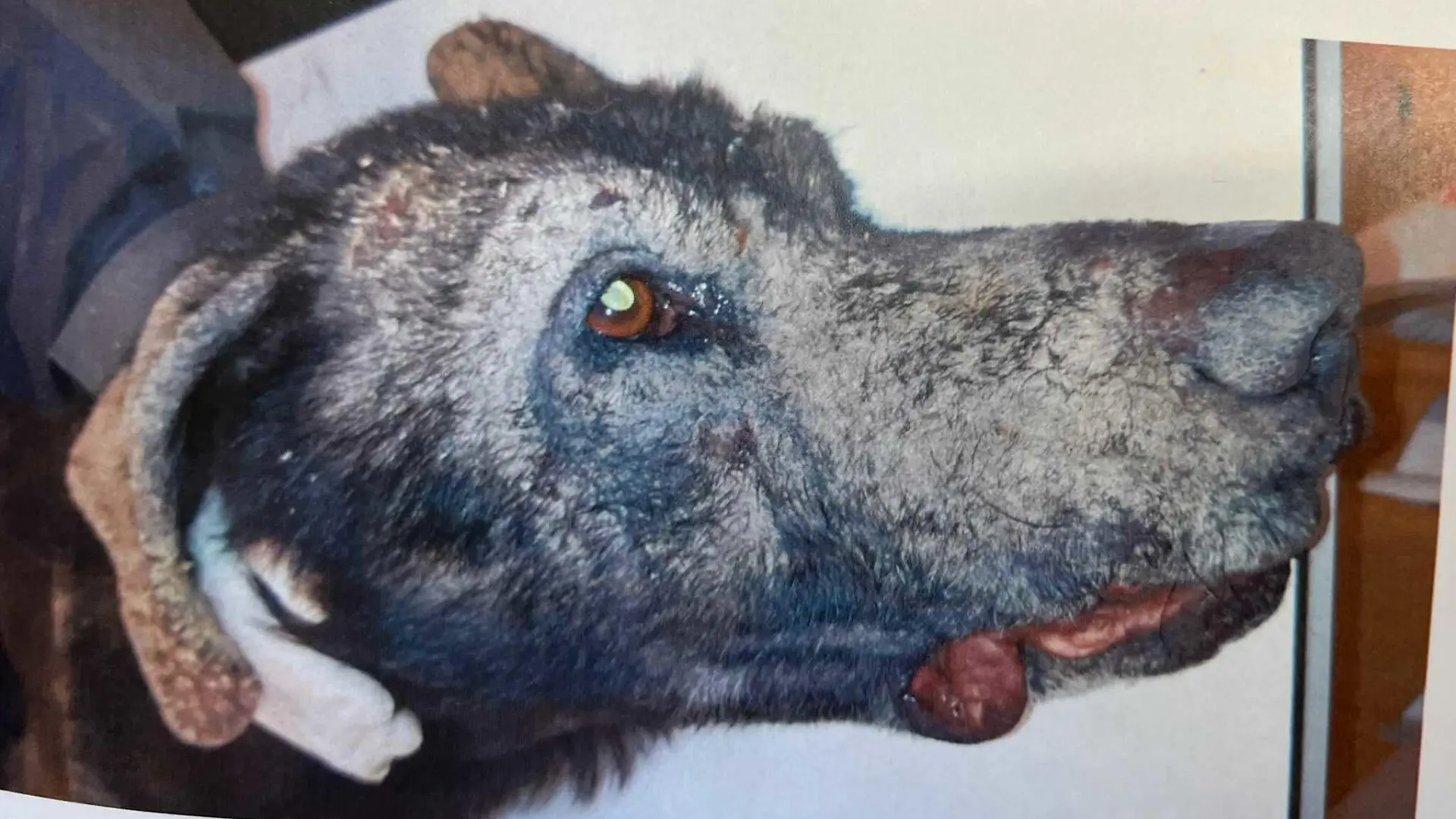 Völlig verwahrloster Hund in Zwickau befreit.