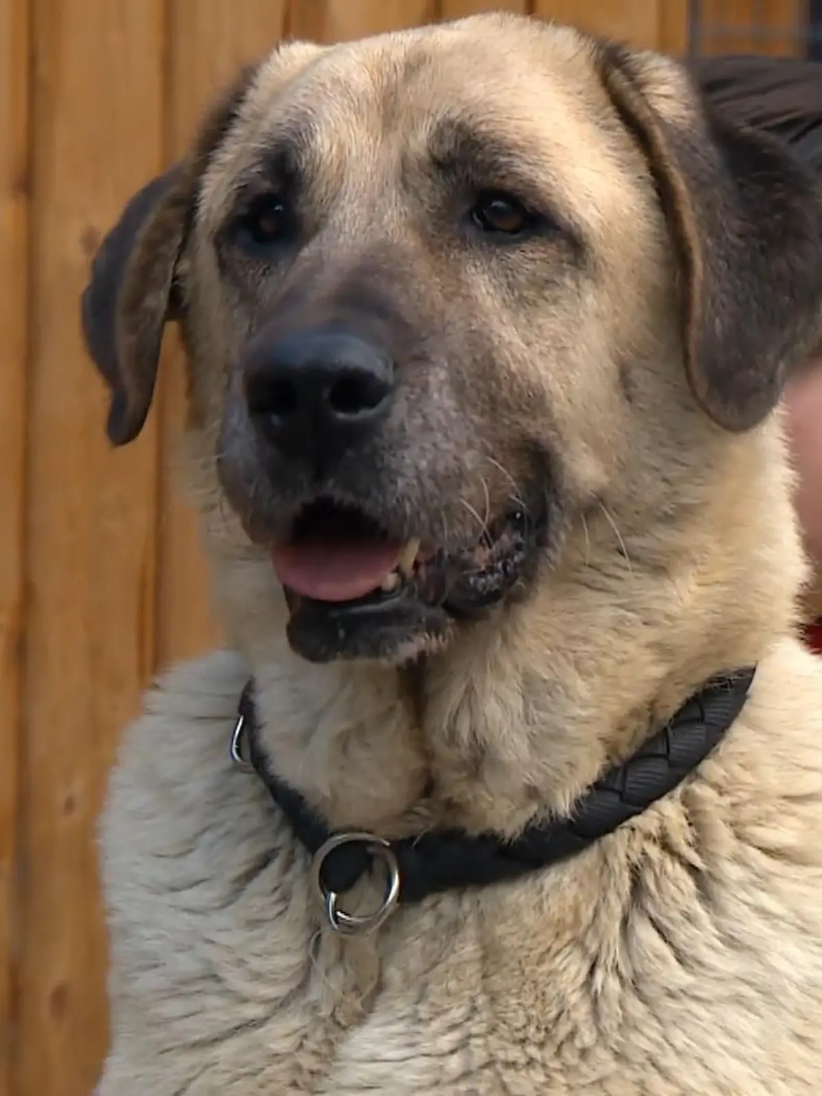 Sie sind groß, laut, schwer und richtige Kraftpakete. Und trotzdem können sie unter den richtigen Bedingungen auch in der Familie leben: Kangals. Doch oft werden Hunde dieser Rasse einfach angeschafft, ohne sich genug Gedanken zu machen, was man sich da überhaupt ins Haus – oder für den Hund im schlimmsten Fall – in die Wohnung holt.
