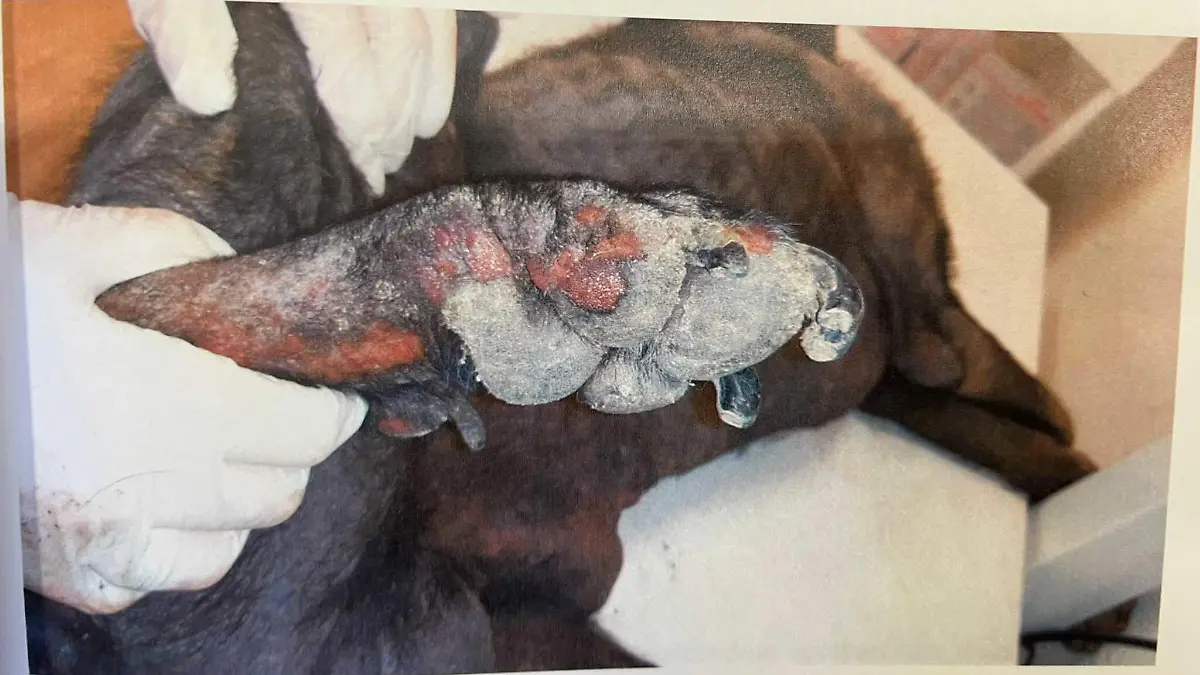 Aufnahmen vom geretteten Hund aus Zwickau.