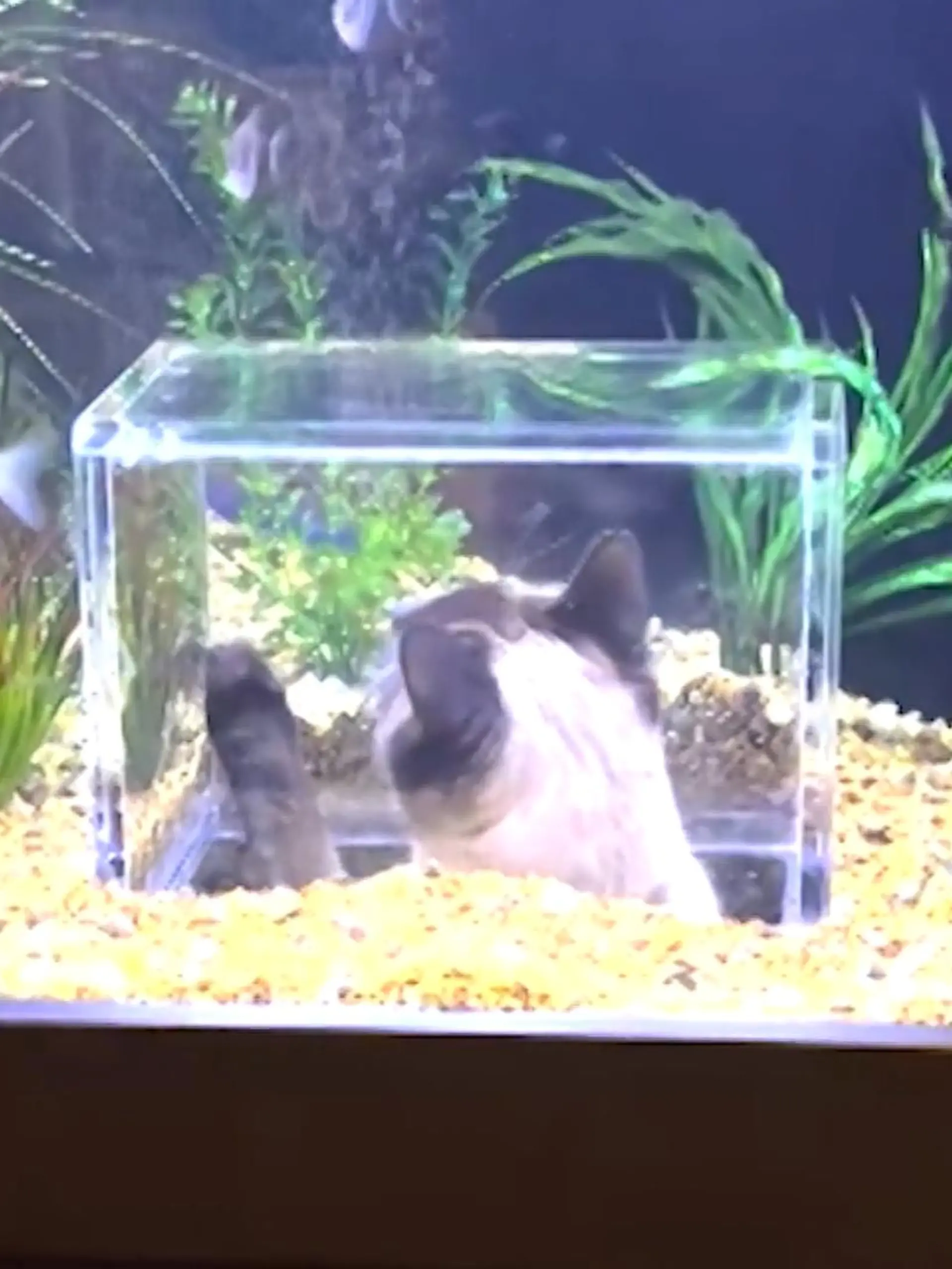 Wow, das sieht ja mal cool aus! Hier macht ein Katzenbesitzer seinem Liebling ne ganz große Freude und baut ihm mal eben eine Art "Taucherglocken-Seaworld-Aquarium".