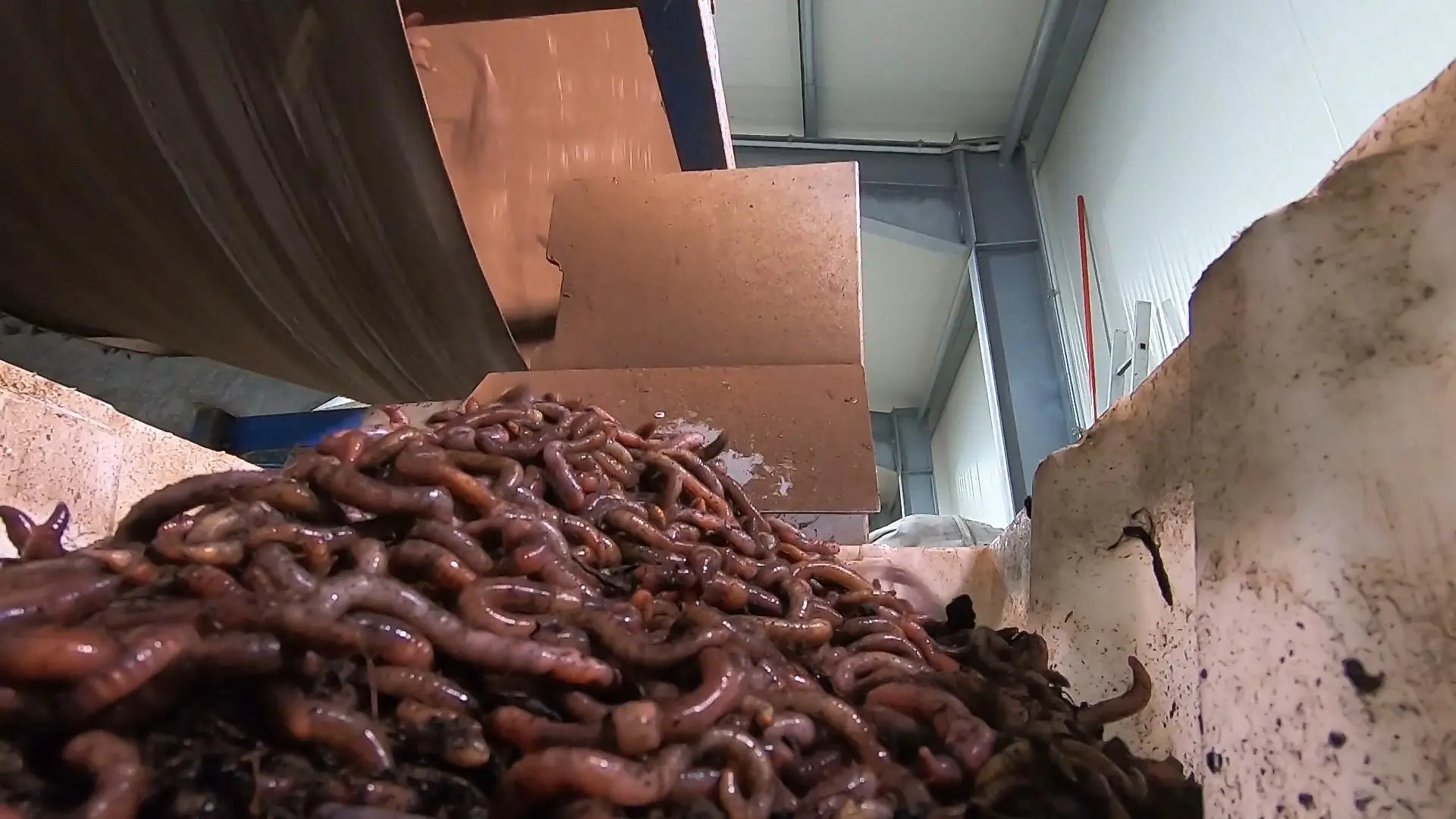 Wichtig ist, was hinten raus kommt Regenwurmfarm in Düren