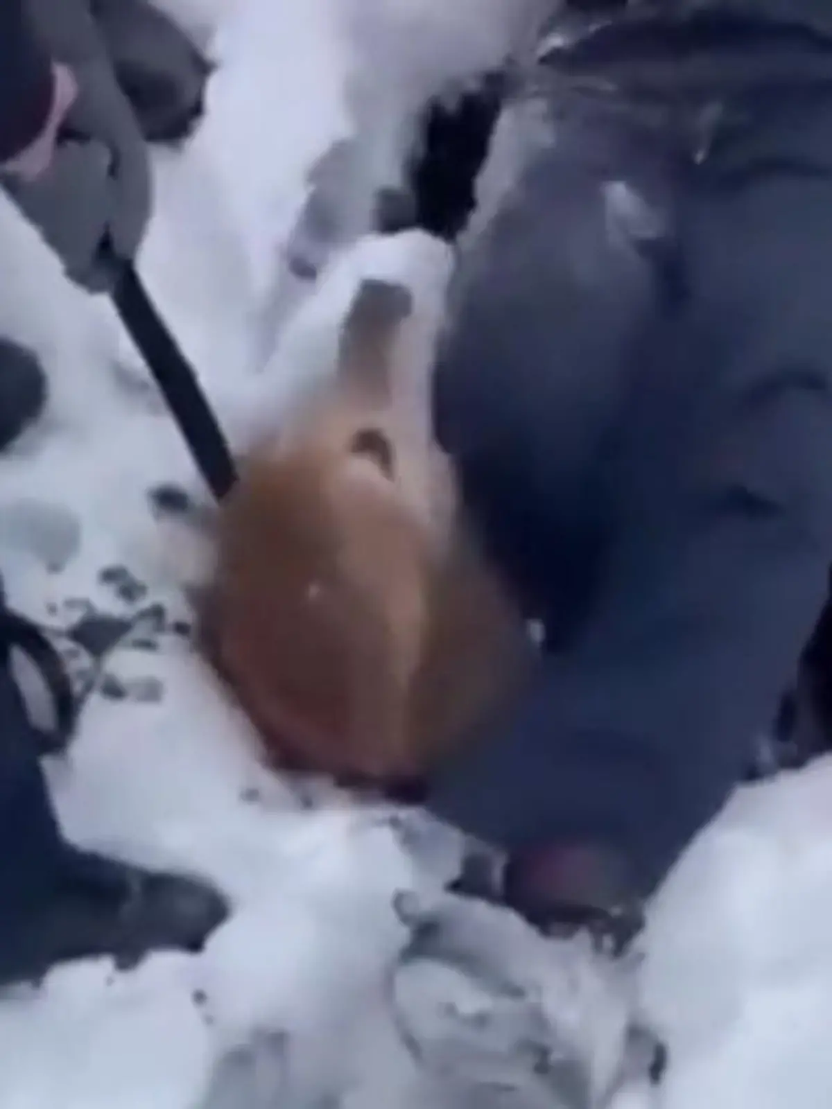 Bild zu: "Hündin steckt stundenlang in Loch fest"