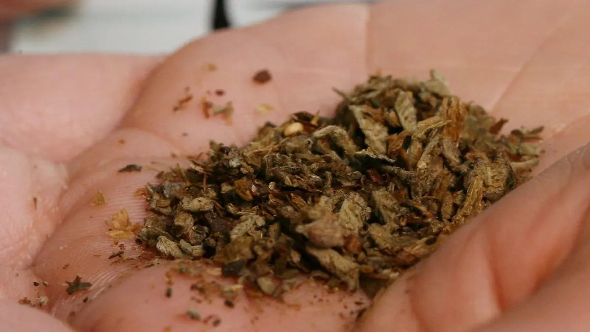 ARCHIV - Der Inhalt einer Tüte der Droge "Spice" liegt in der Handfläche einer Frau (Archivfoto vom 15.12.2008). Die Modedroge ist wegen erheblicher Gesundheitsrisiken von diesem Donnerstag (22.01.2009) an in Deutschland verboten. Handel und Besitz werden unter Strafe gestellt, teilte das Bundesgesundheitsministerium am Mittwoch (21.01.2009) in Berlin mit. Das bisher als Kräutermischung oder Räucherwerk verkaufte «Spice» enthält eine leicht veränderte Form des synthetischen Cannabinoids «CP-47,497». Die Substanz ähnelt dem Hauptwirkstoff der Cannabispflanze und wirkt besonders stark und lang. Auch die ebenfalls in der Droge enthaltene Substanz «JWH-018» wird durch die Eilverordnung verboten. Foto: Boris Roessler (zu dpa 4101 vom 21.01.2009) +++(c) dpa - Bildfunk+++