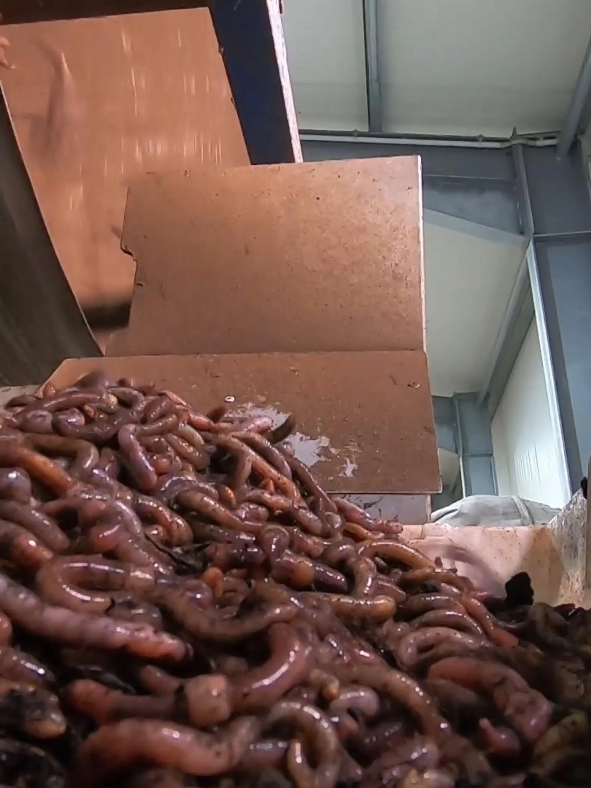 Mit zwei Würmern fing alles an, jetzt haben die Langhoffs eine Wurmfarm. Die Zucht wanderte aus der Garage in mehrere Hallen. Die Regenwürmer sind beliebt, dienen Anglern als Köder und Zoos als Futtertiere und in Rasen und Kompost bewirken die Tiere wahre Wunder.